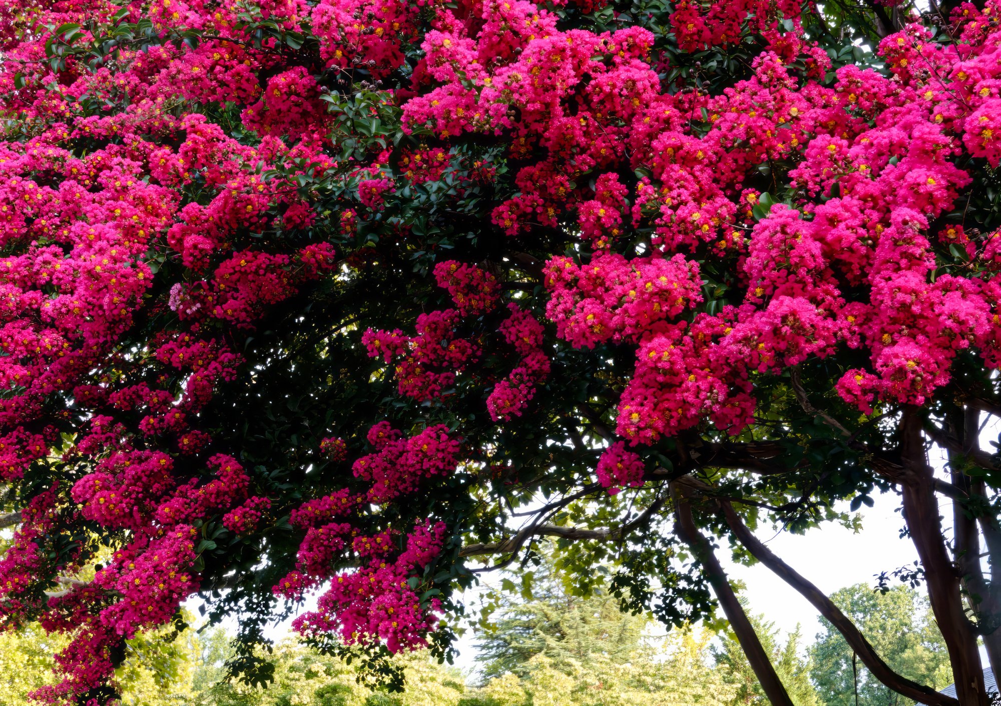 Magnificent Crepe Myrtle.jpeg