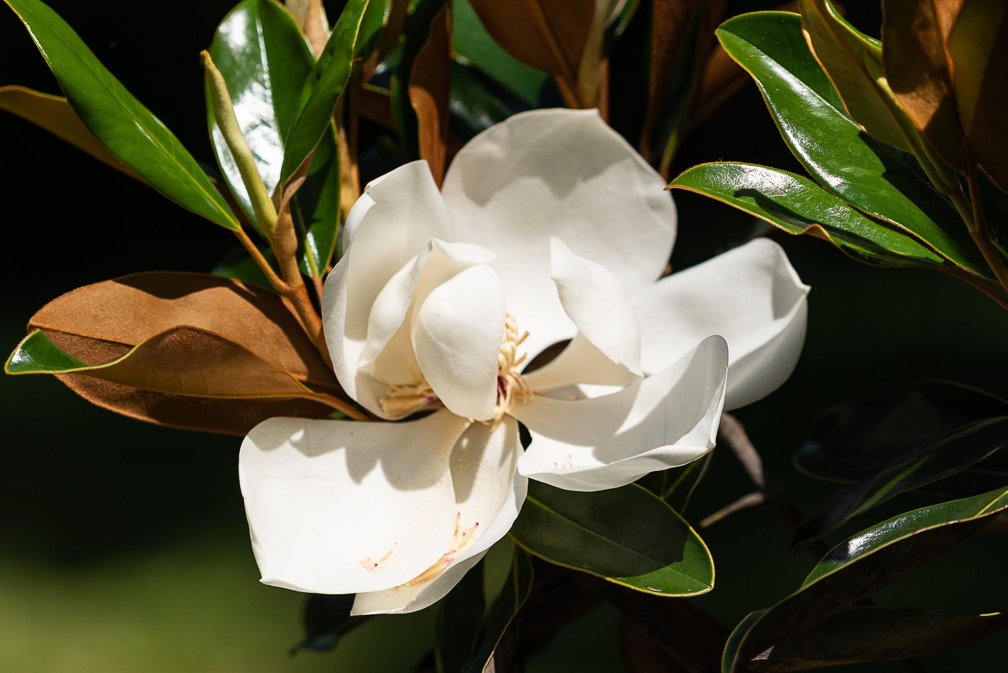 Magnolia 2020-2500px-3.JPG