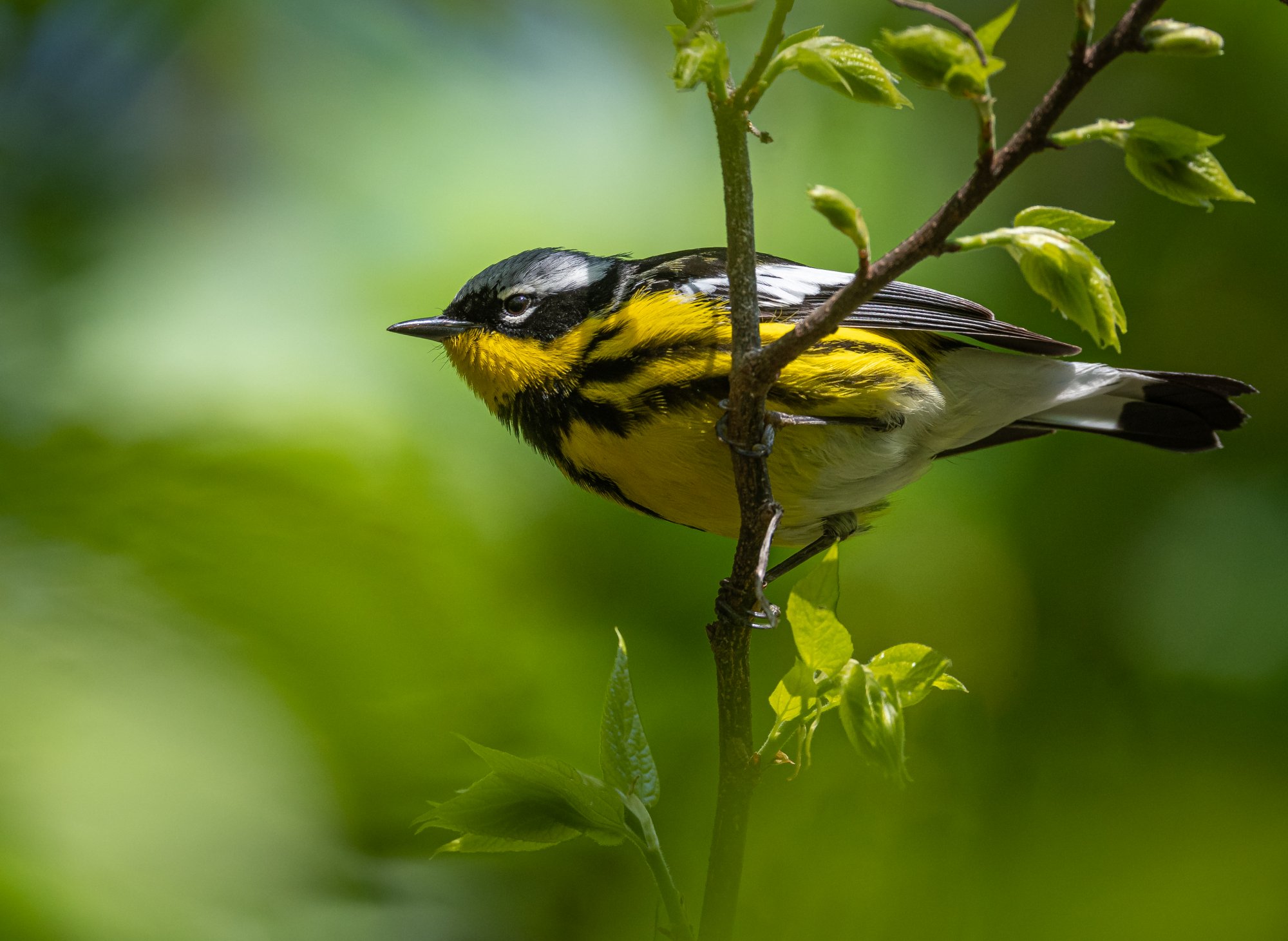 magnolia_warbler_5-10-2020-2.jpg