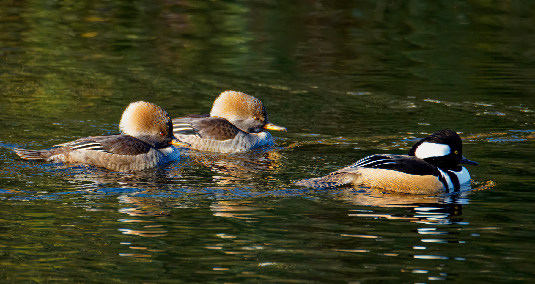 Male Hooded Merganser With Two Female Followers.jpeg