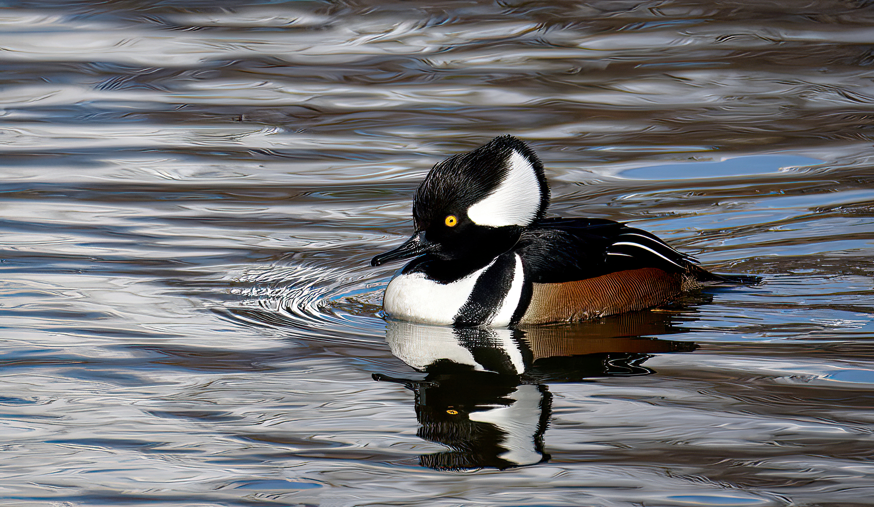 Male Hoodie Cruising the Lake.jpeg