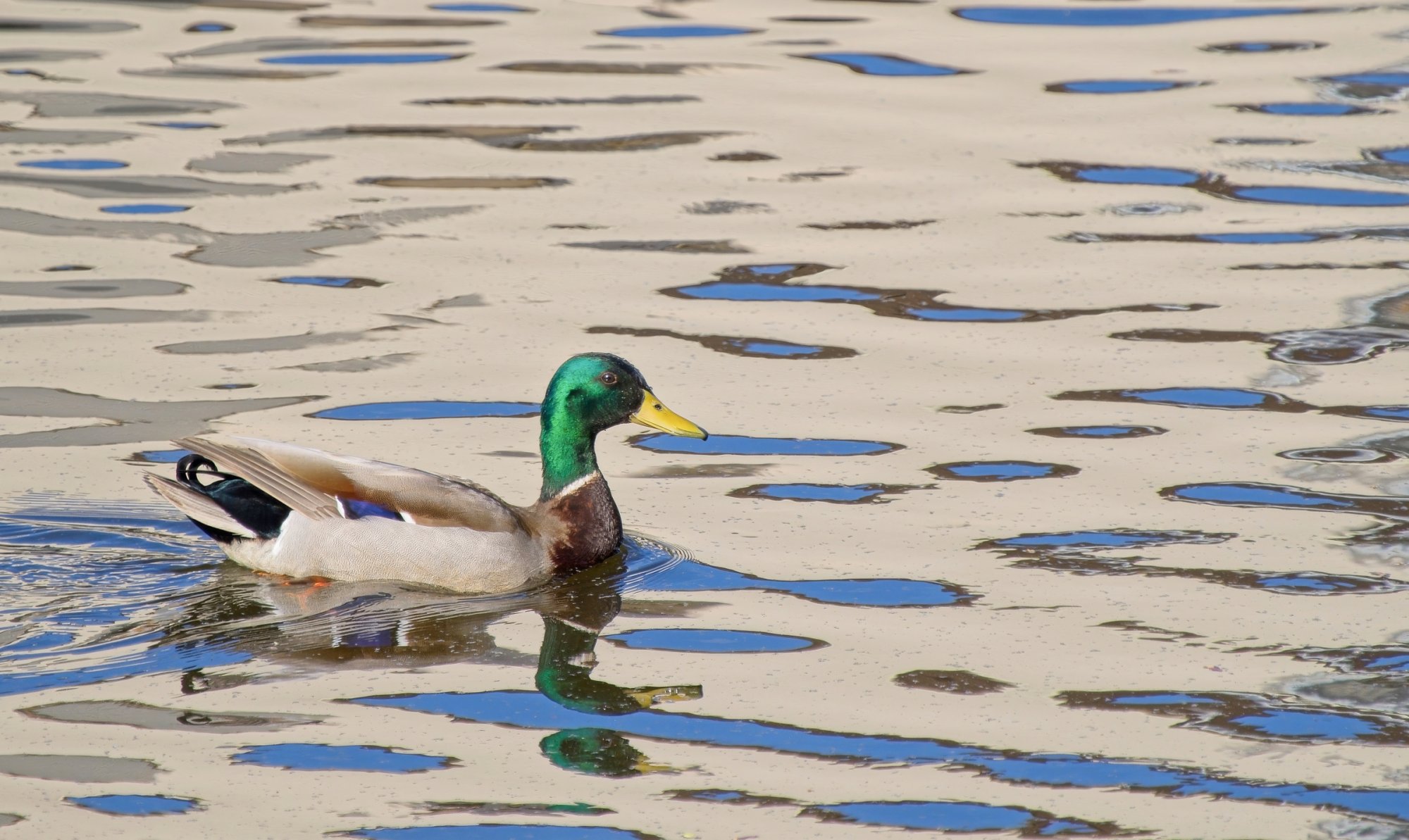 Male Mallard on the Lake.jpeg