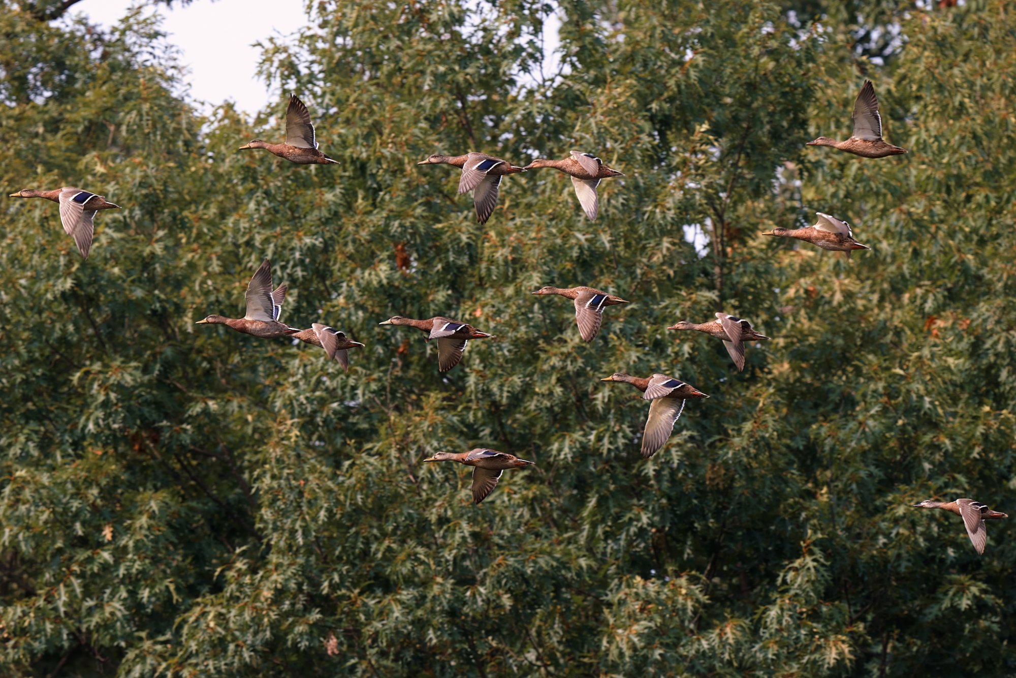 mallard-duck-0310-24-08-15.jpg