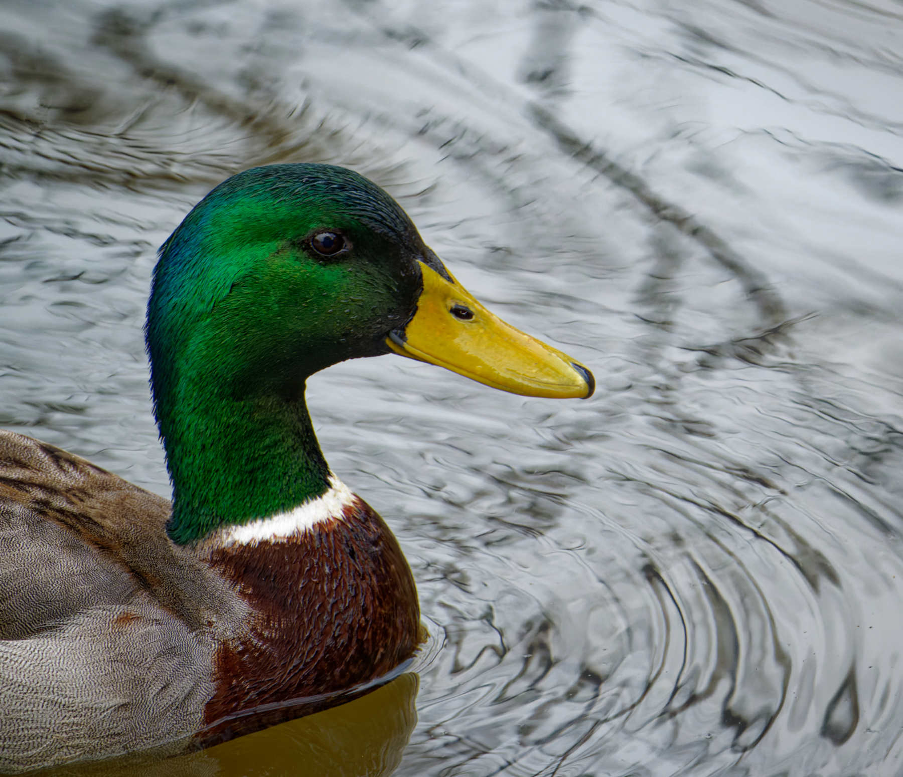 Mallard Getting Up-Close and Personal.jpeg