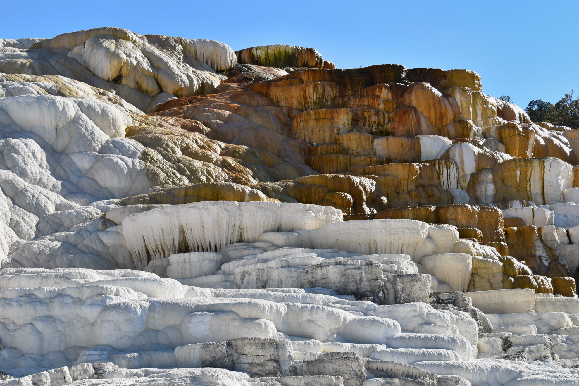 Mammoth_Hot_Springs_YSNP.jpeg