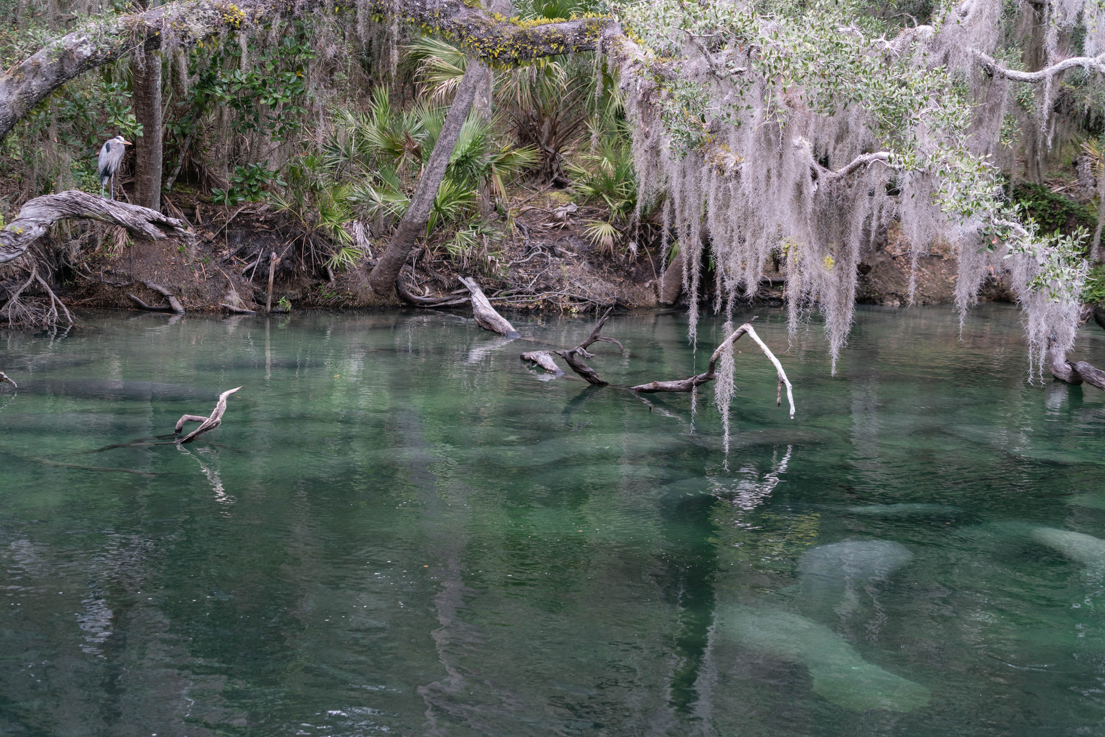 MAnatee 2019 - 2500px-10.jpg