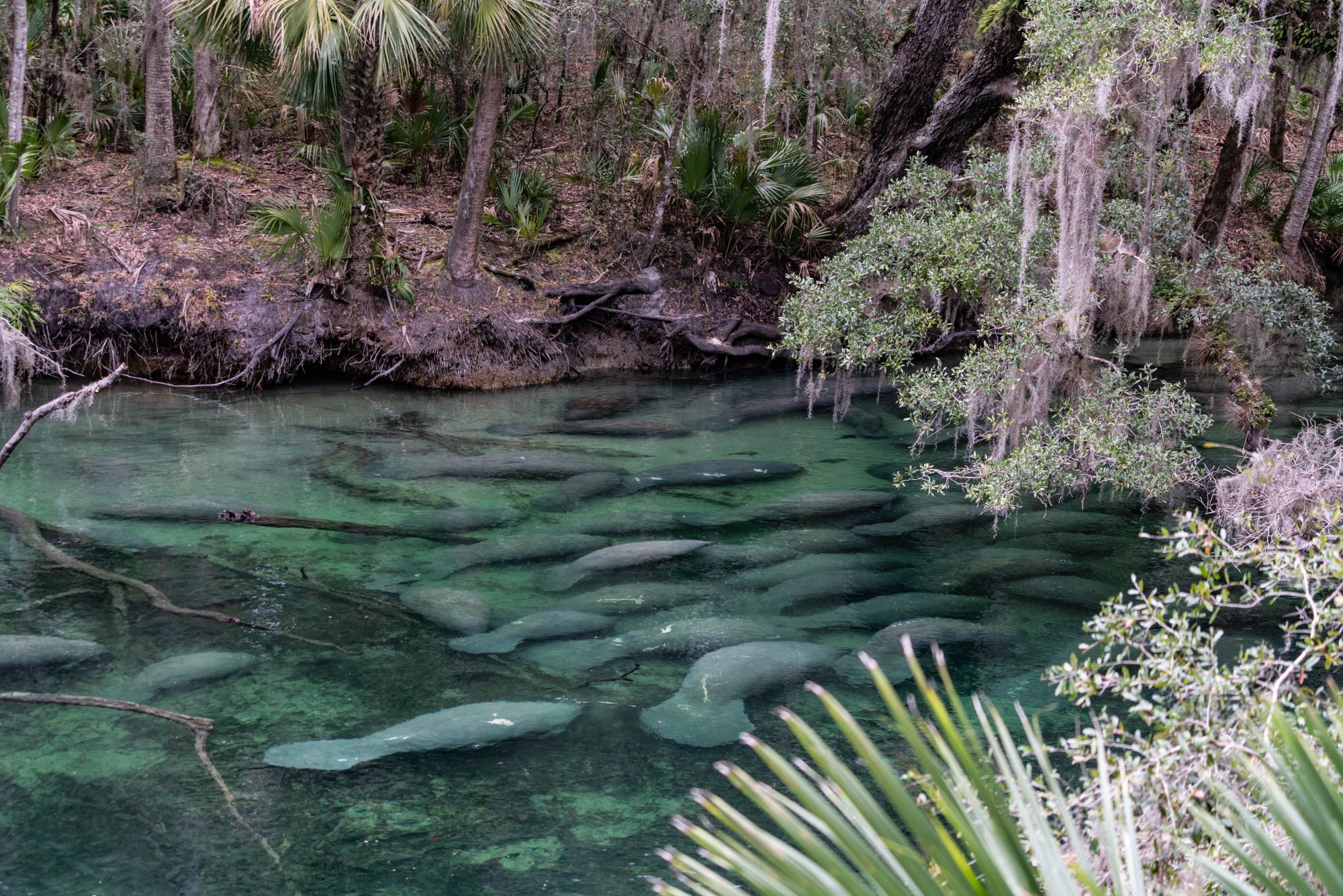 MAnatee 2019 - 2500px-12.jpg