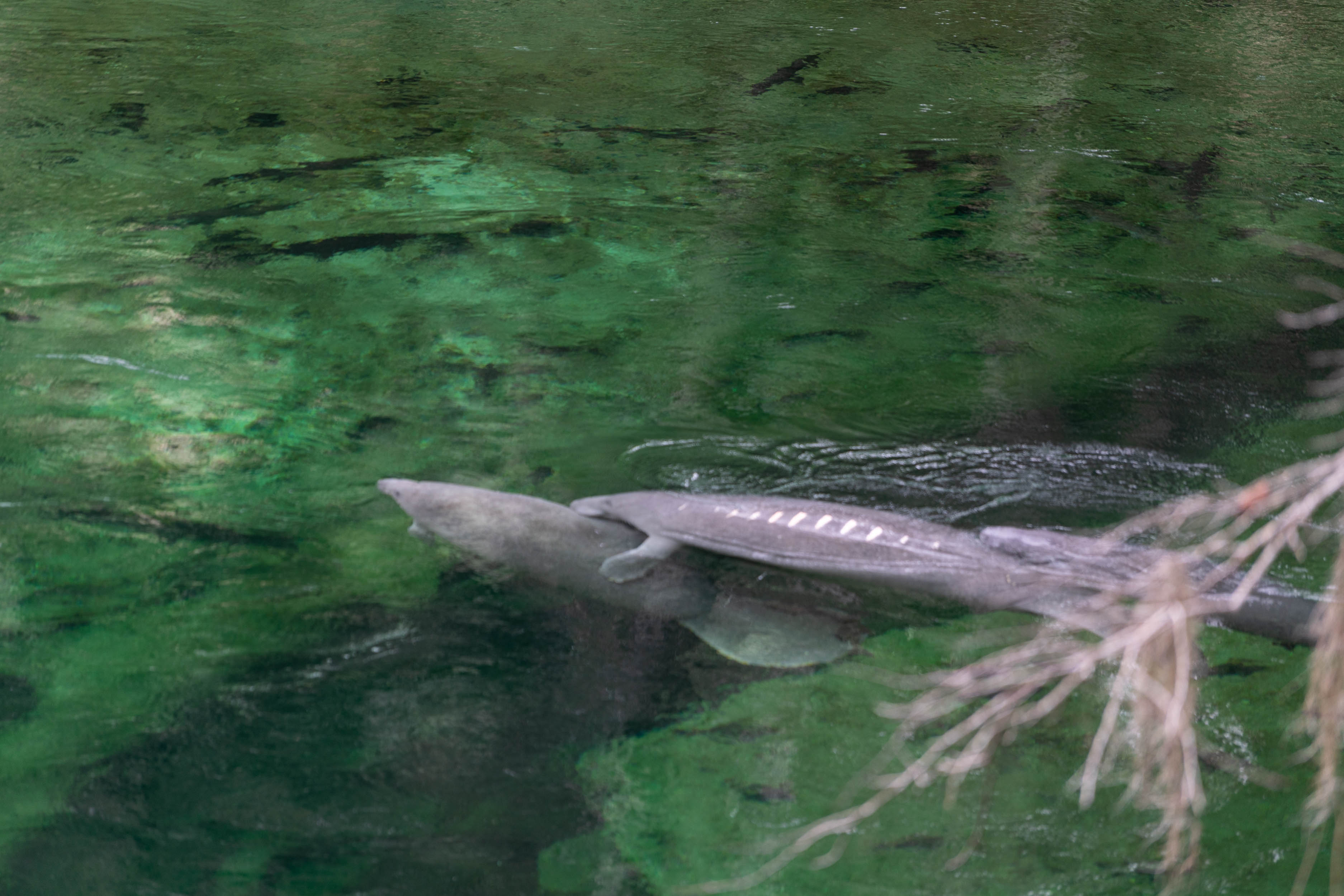 MAnatee 2019 - 2500px-35.jpg