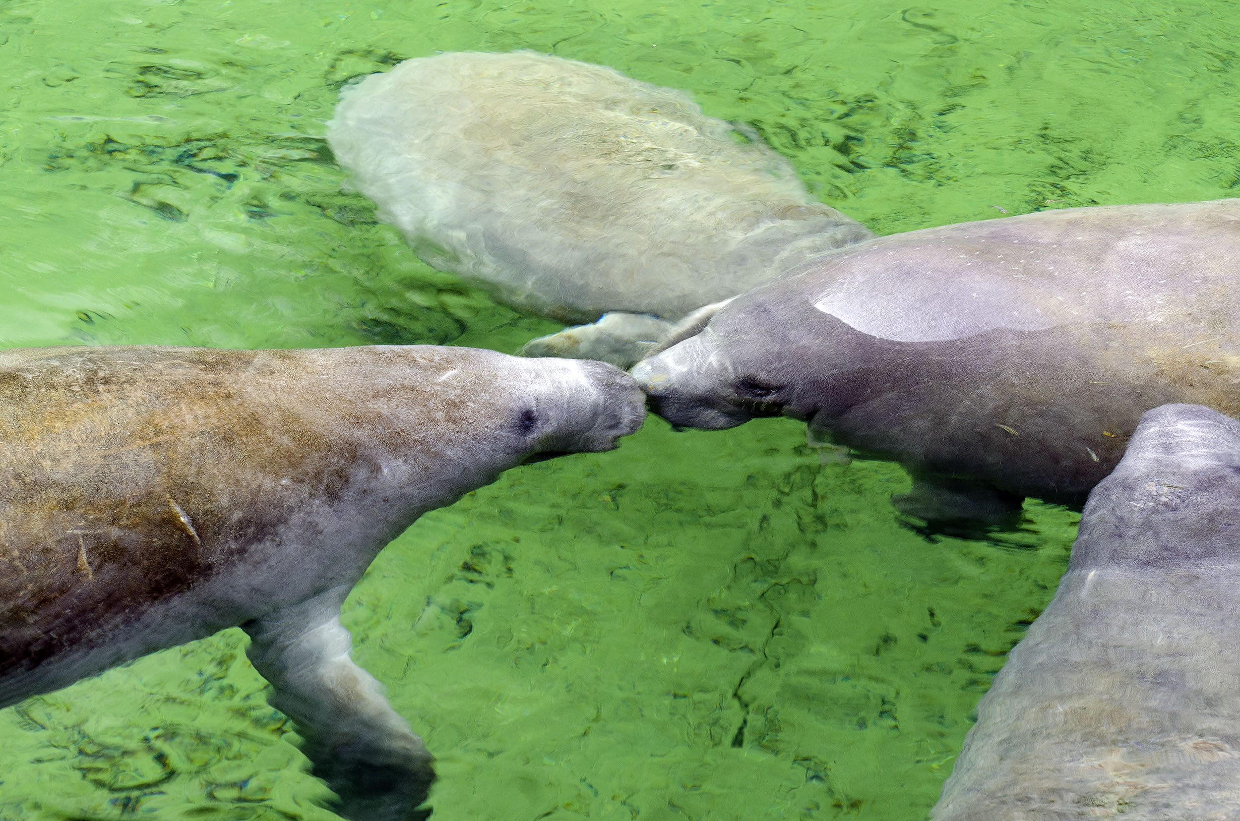 Manatee-2500px.jpg