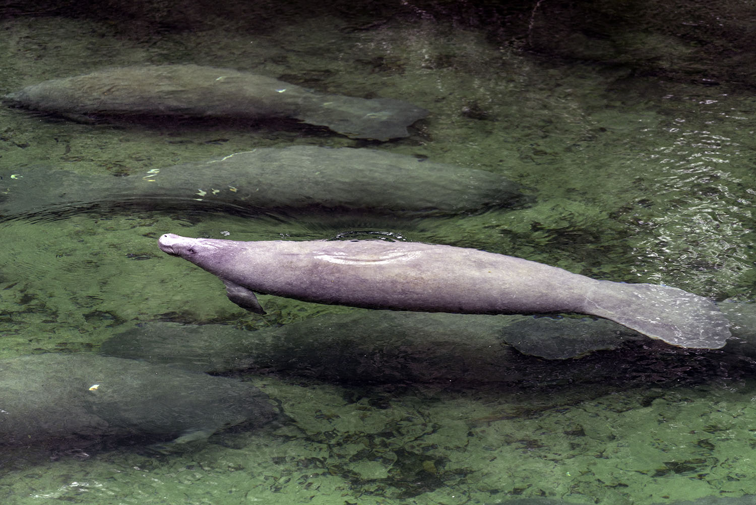 Manatee 3j 1500px.jpg