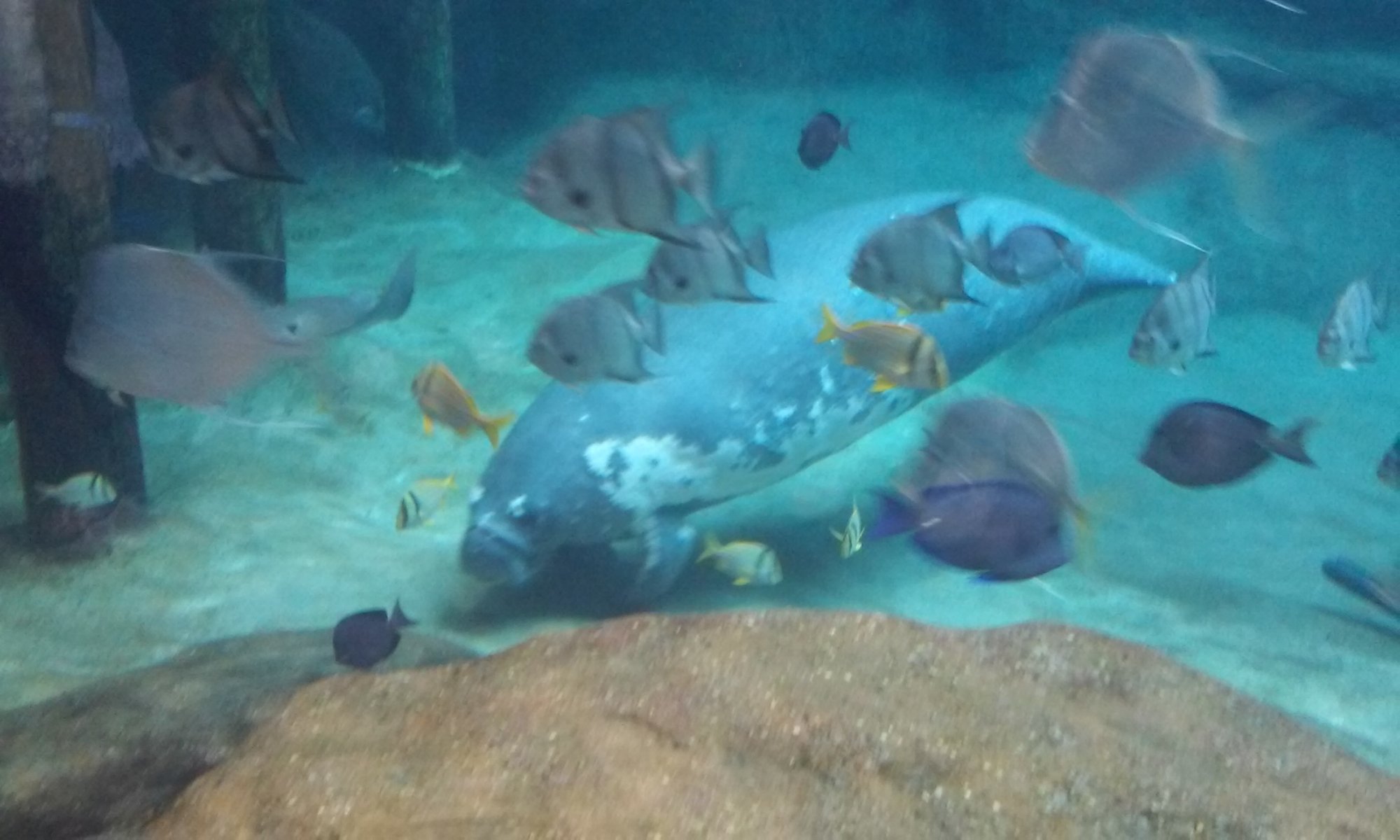 Manatee and fish.jpg