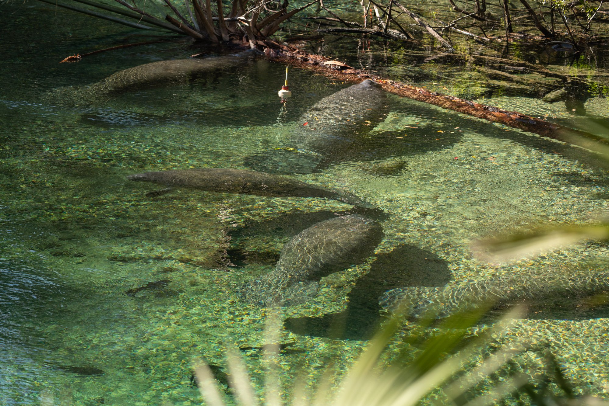 Manatee Feb 2024-2500px-12.jpg