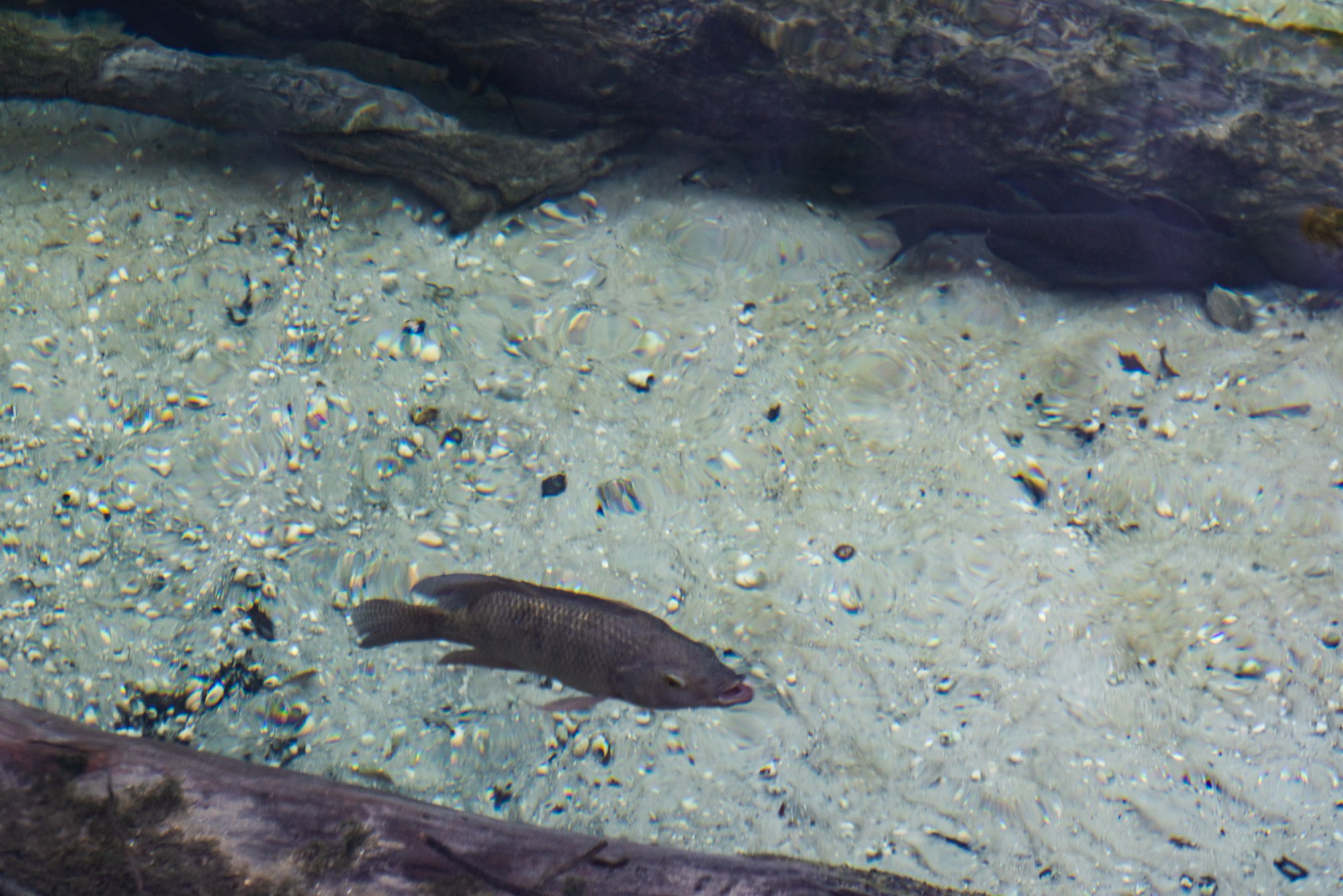 Manatee Jan 2023-2500px-10.jpg