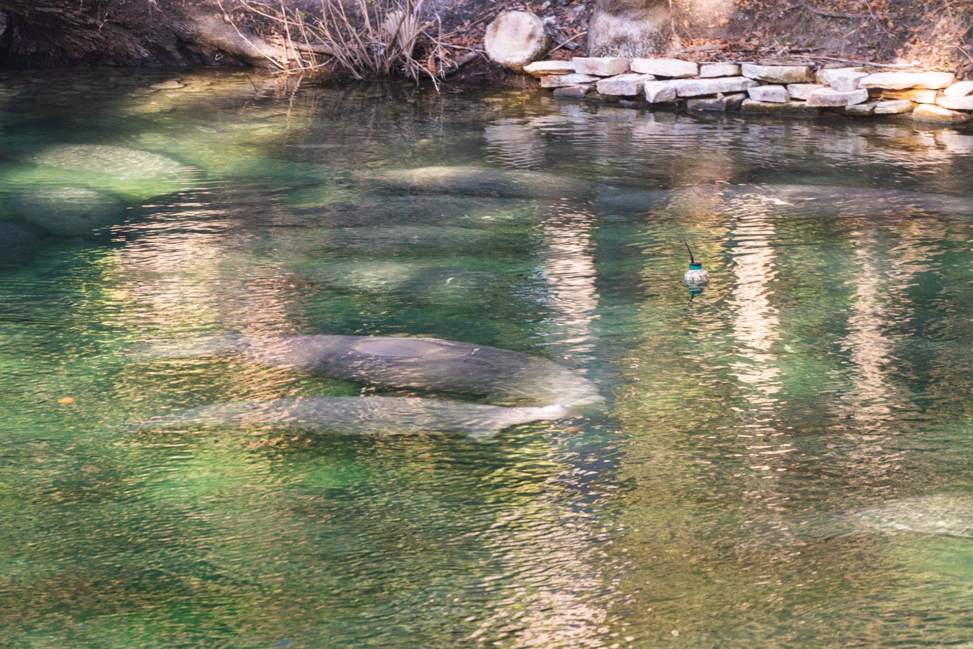 Manatee Jan 2023-2500px-12.jpg