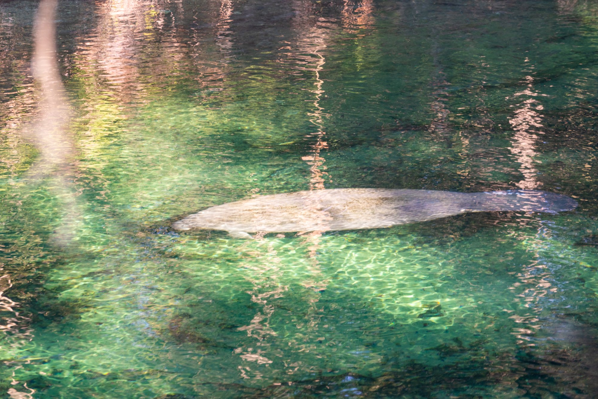 Manatee Jan 2023-2500px-17.jpg