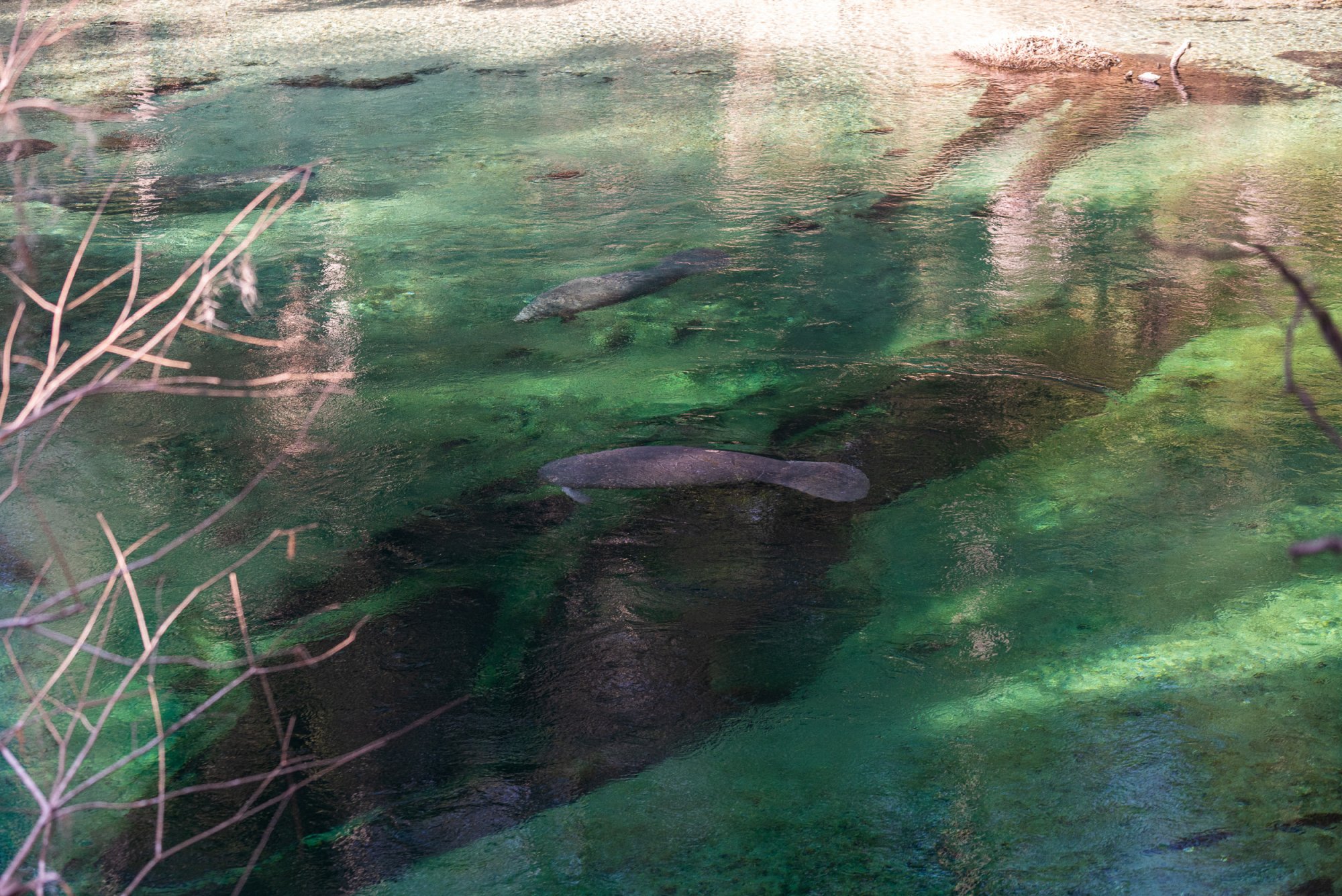 Manatee Jan 2023-2500px-28.jpg