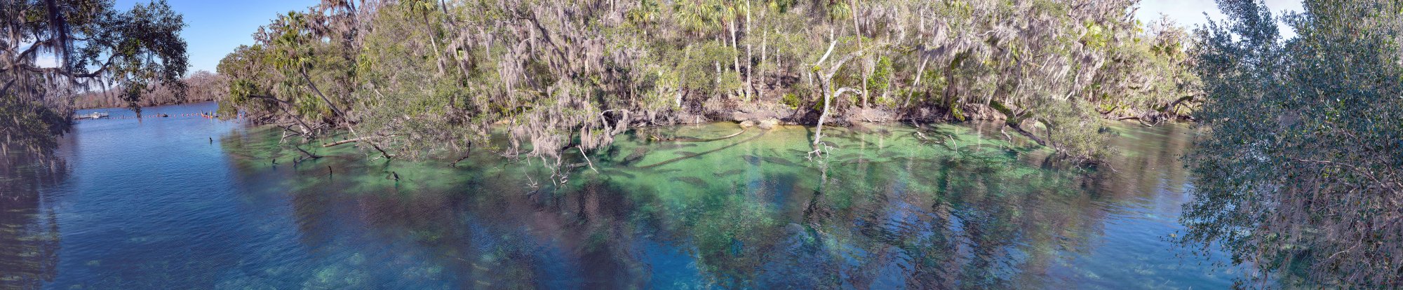 Manatee Pano 8000px.jpg