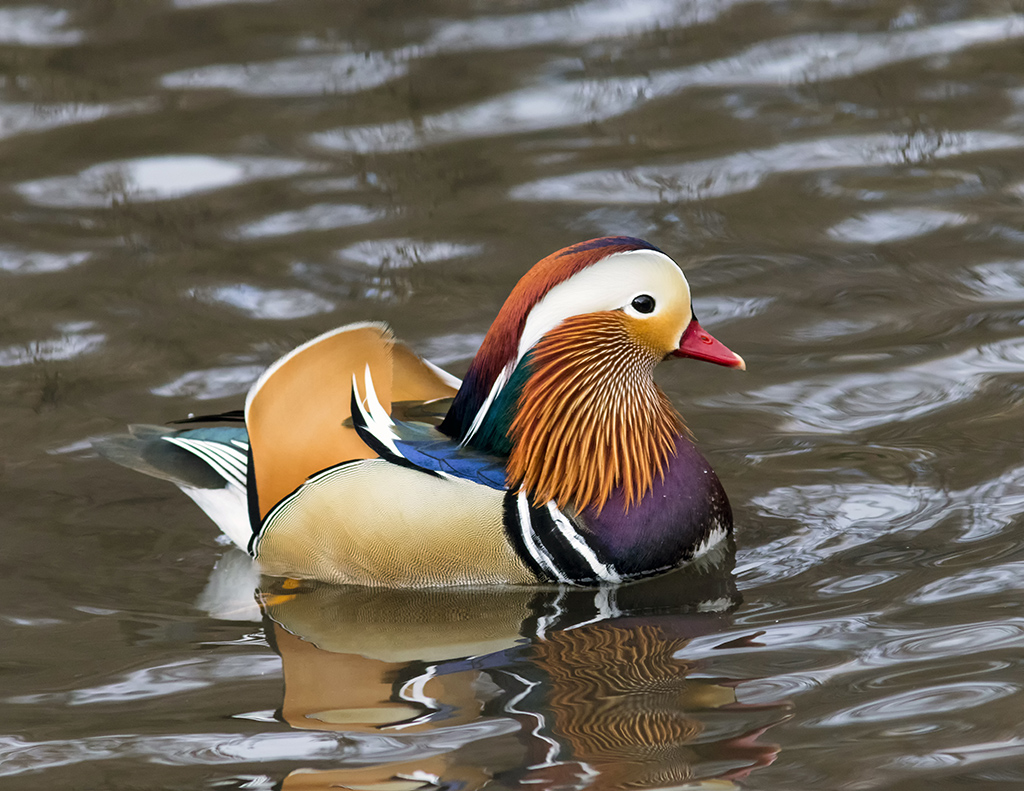 mandarin12291crop.jpg