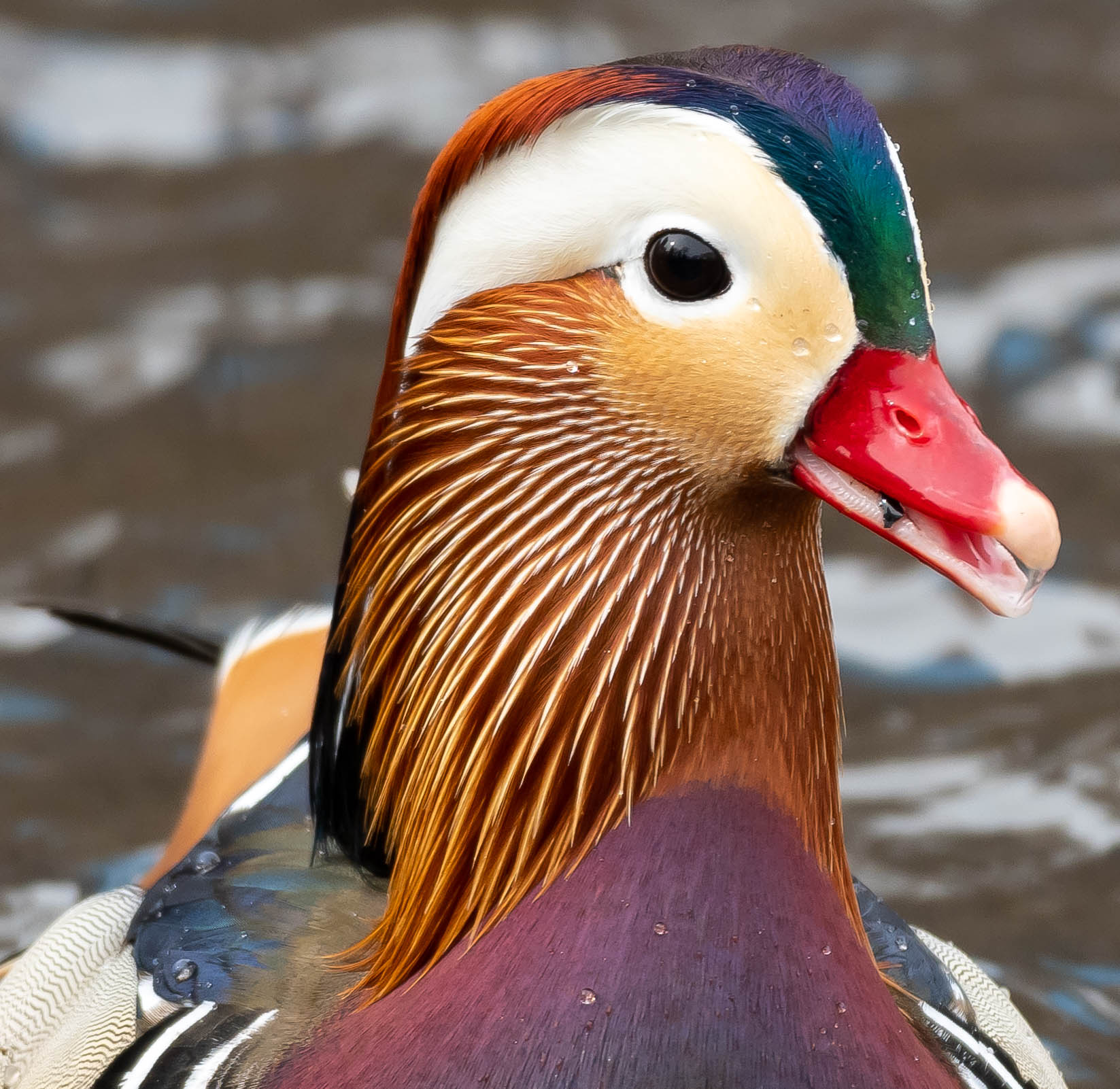 mandarin_duck3_2-23-2019-114331.jpg