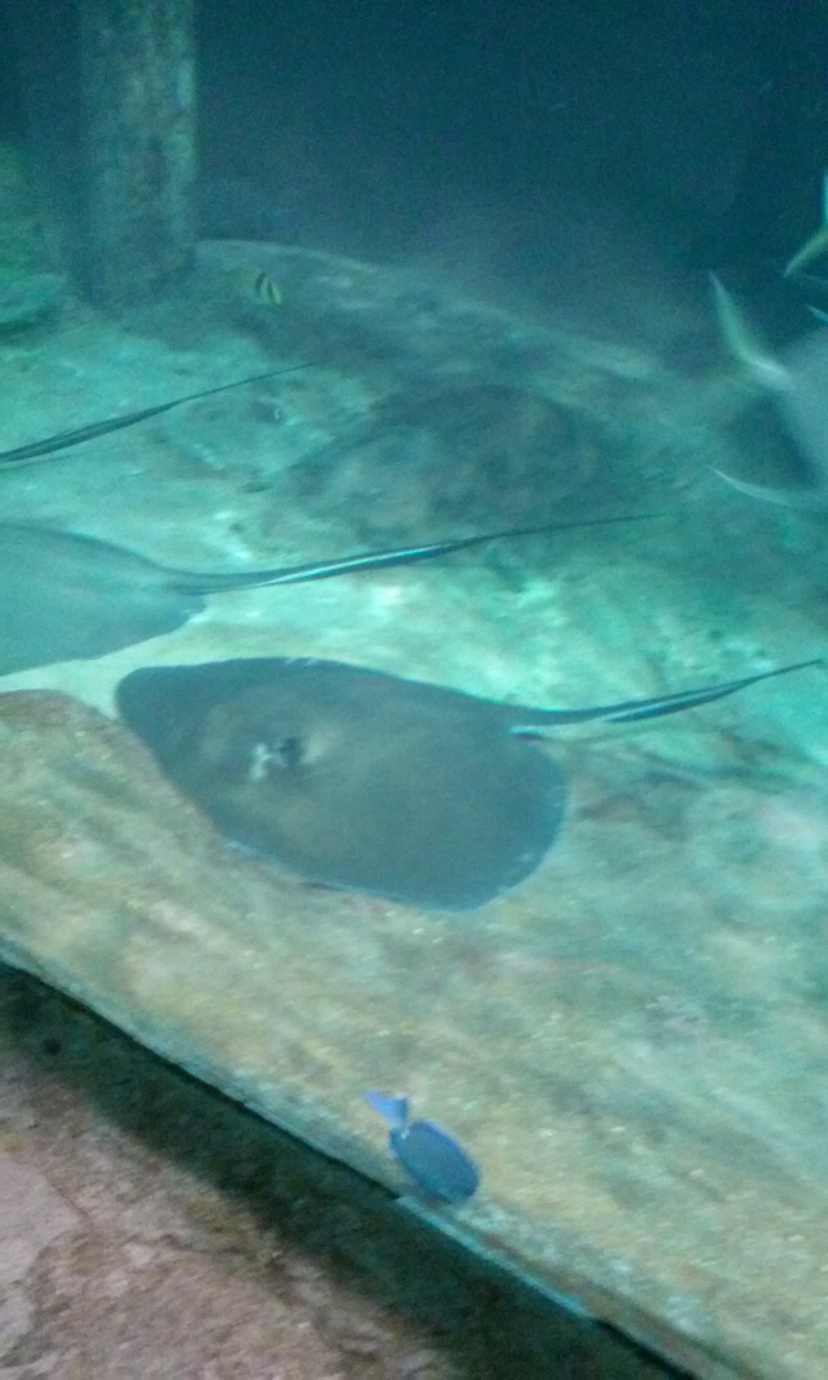 Manta rays.jpg