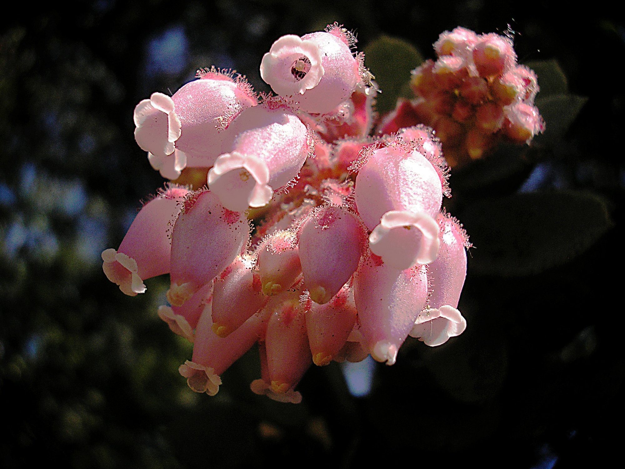 manzanita1 copy.jpg