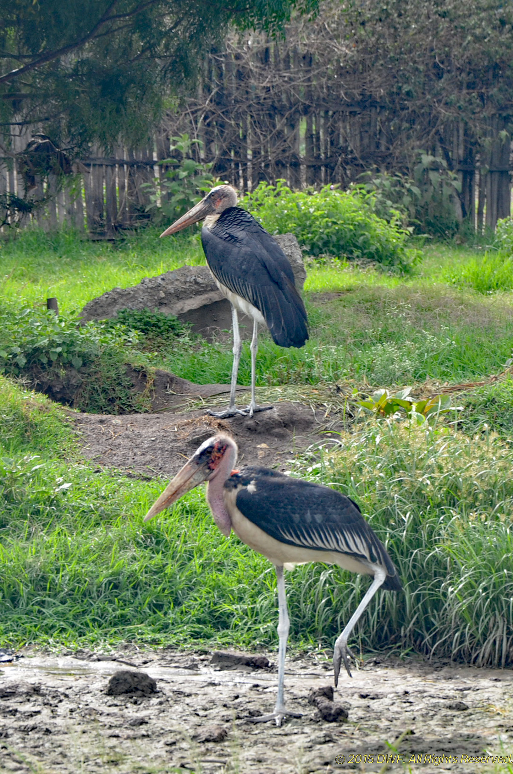 Marabou Stork 1.jpg