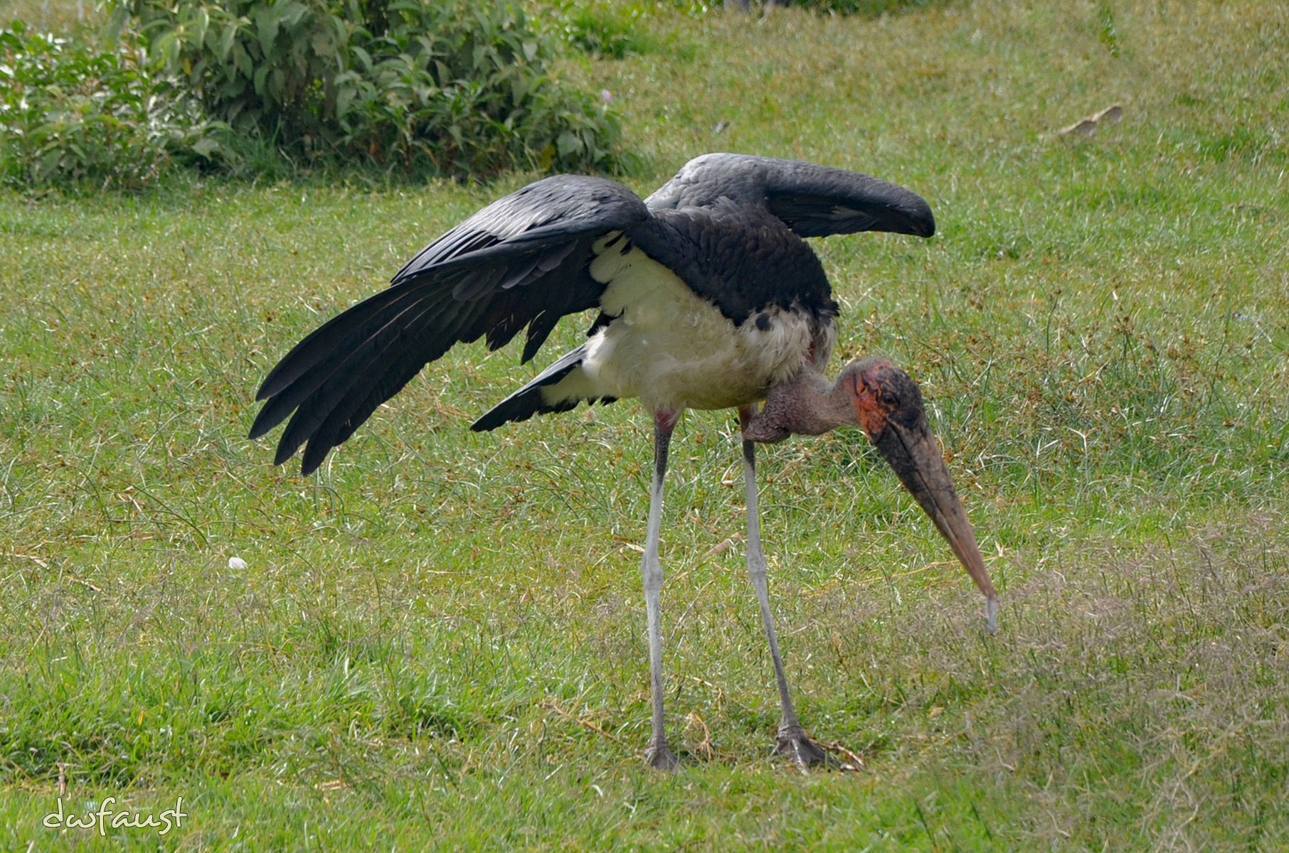 Marabou-Stork-2.jpg