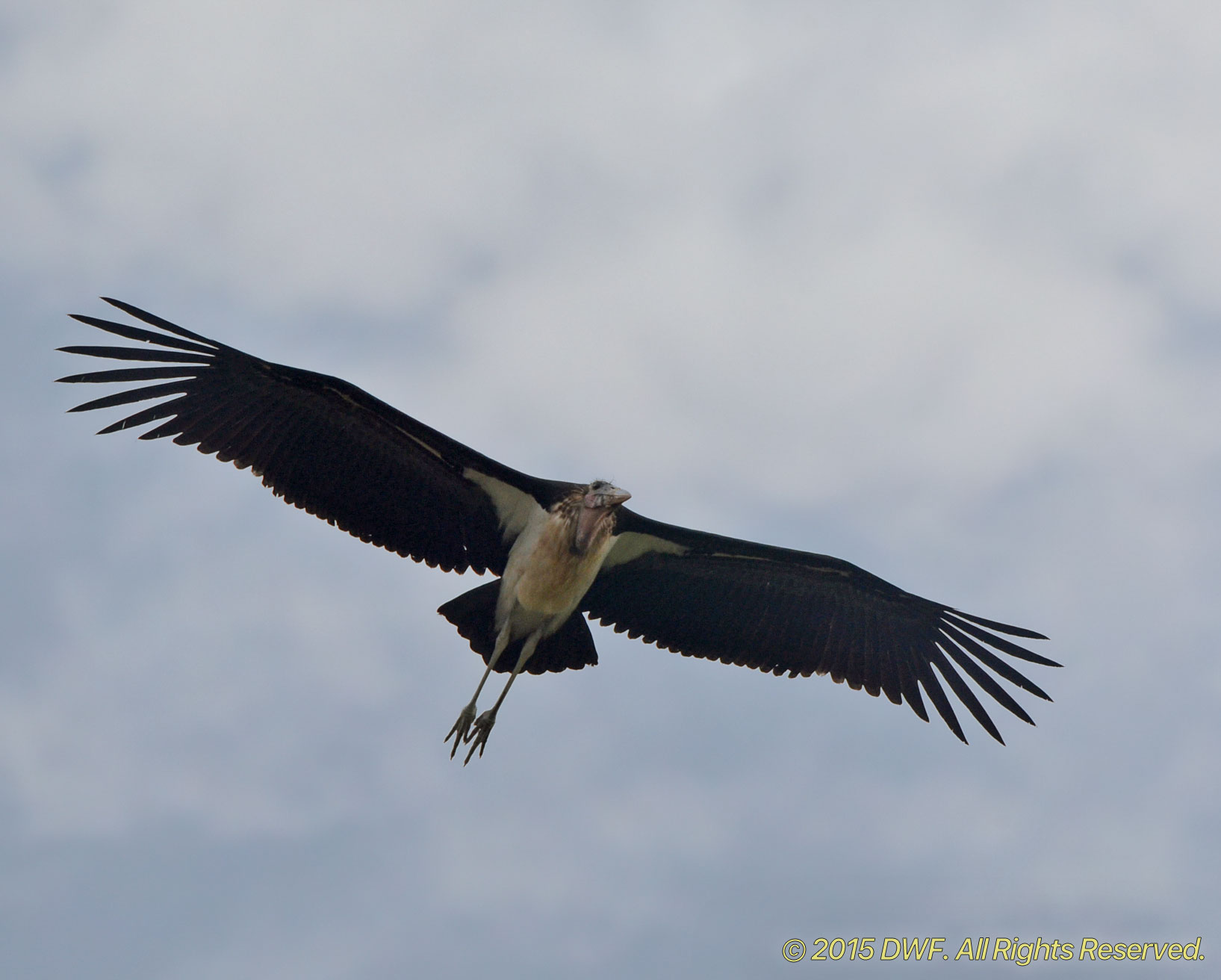 Marabou Stork 4.jpg