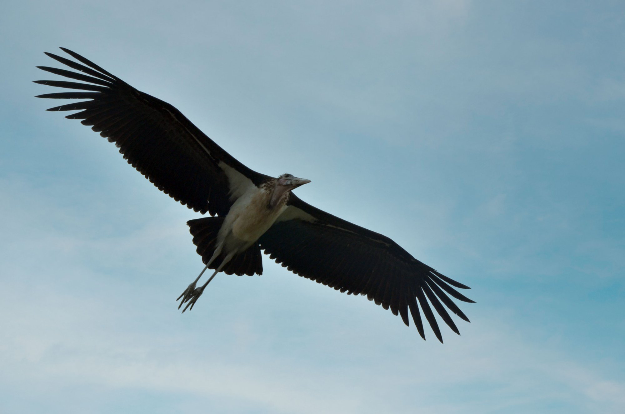 marabou-stork-flight.jpg