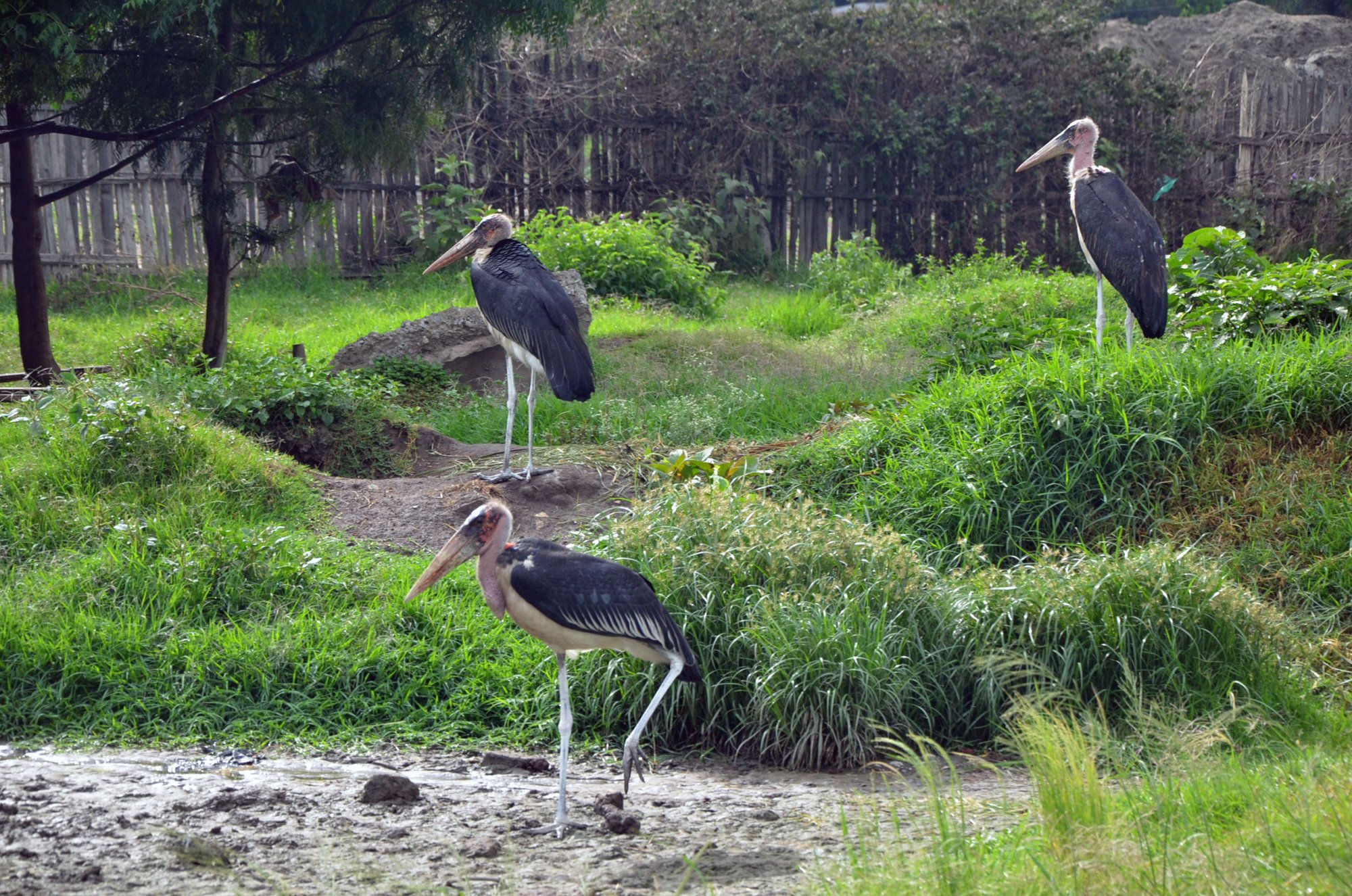 marabou-storks.jpg