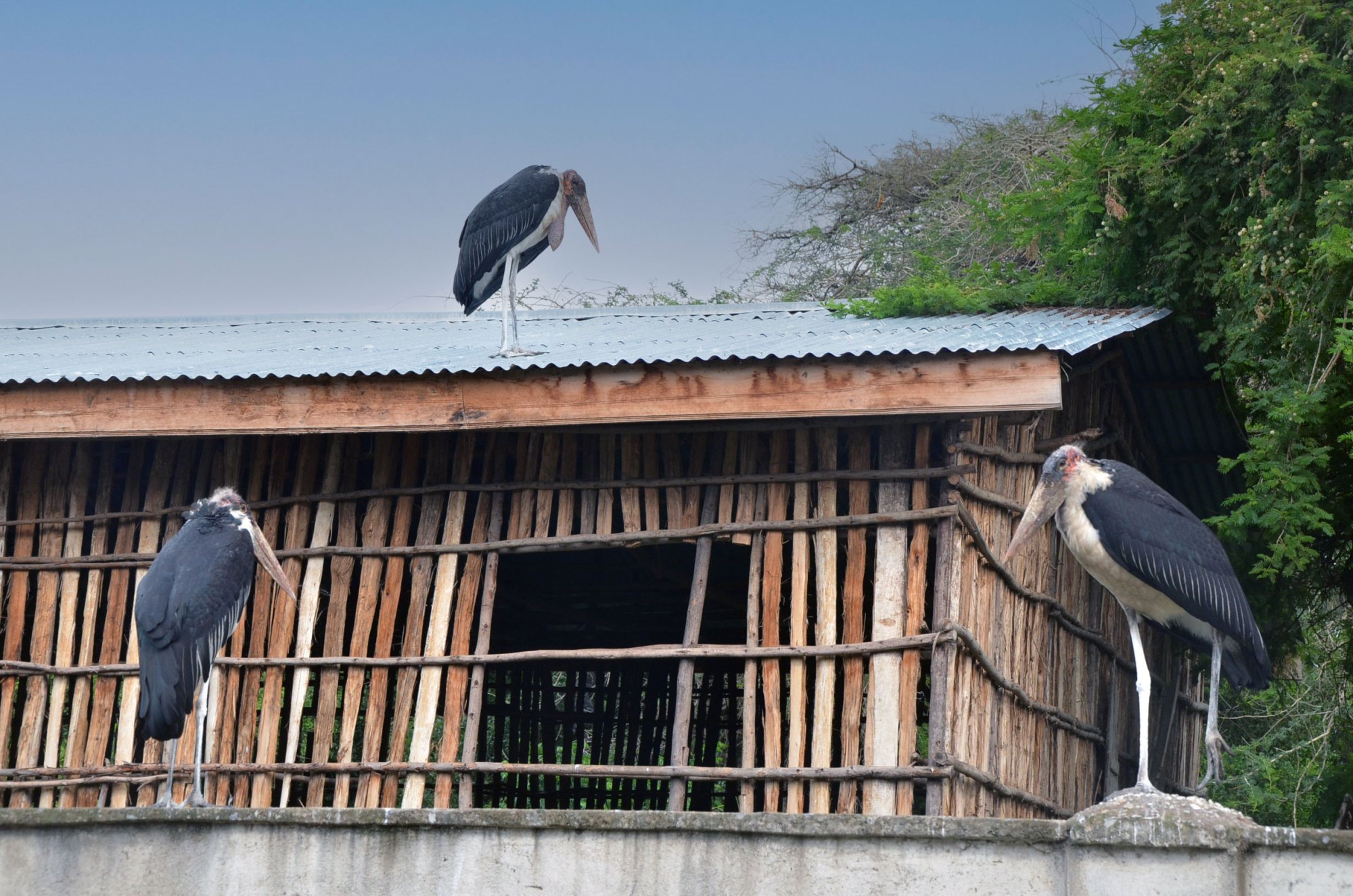 marabou-storks-roof.jpg