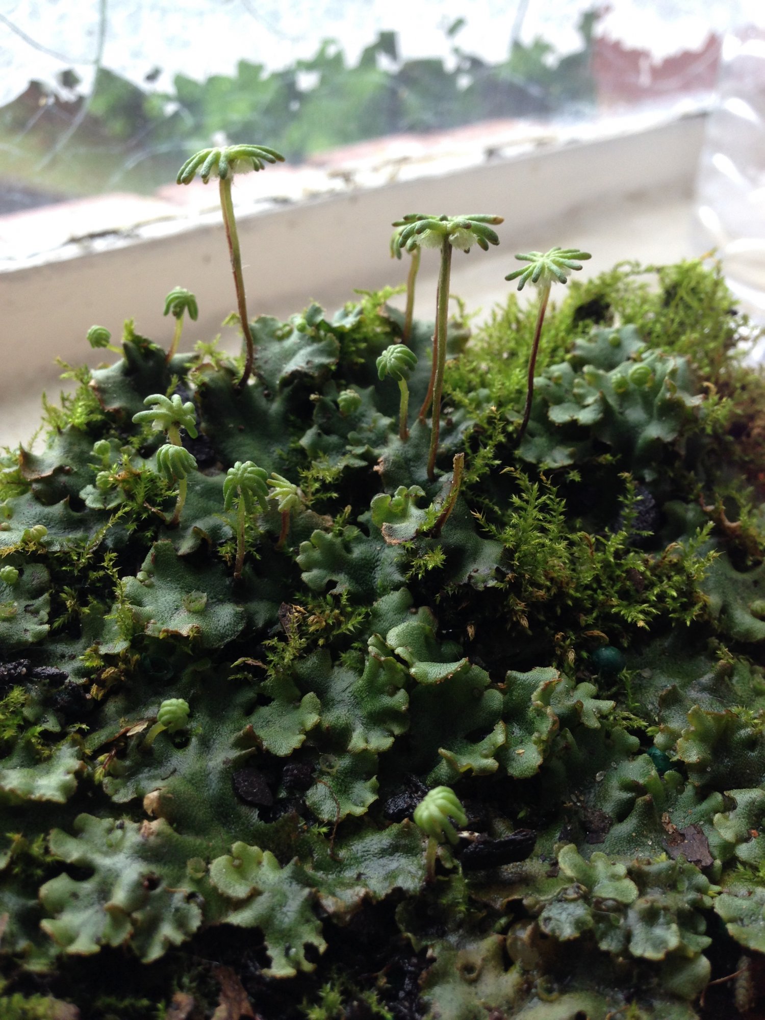 marchantia-polymorpha.jpg