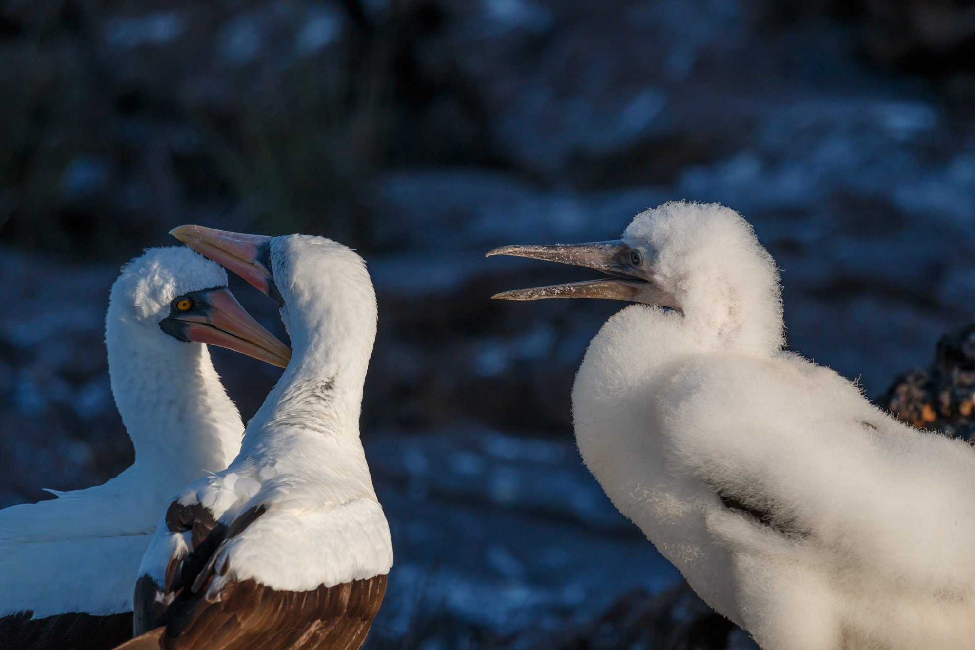 Masked Boobys.jpg