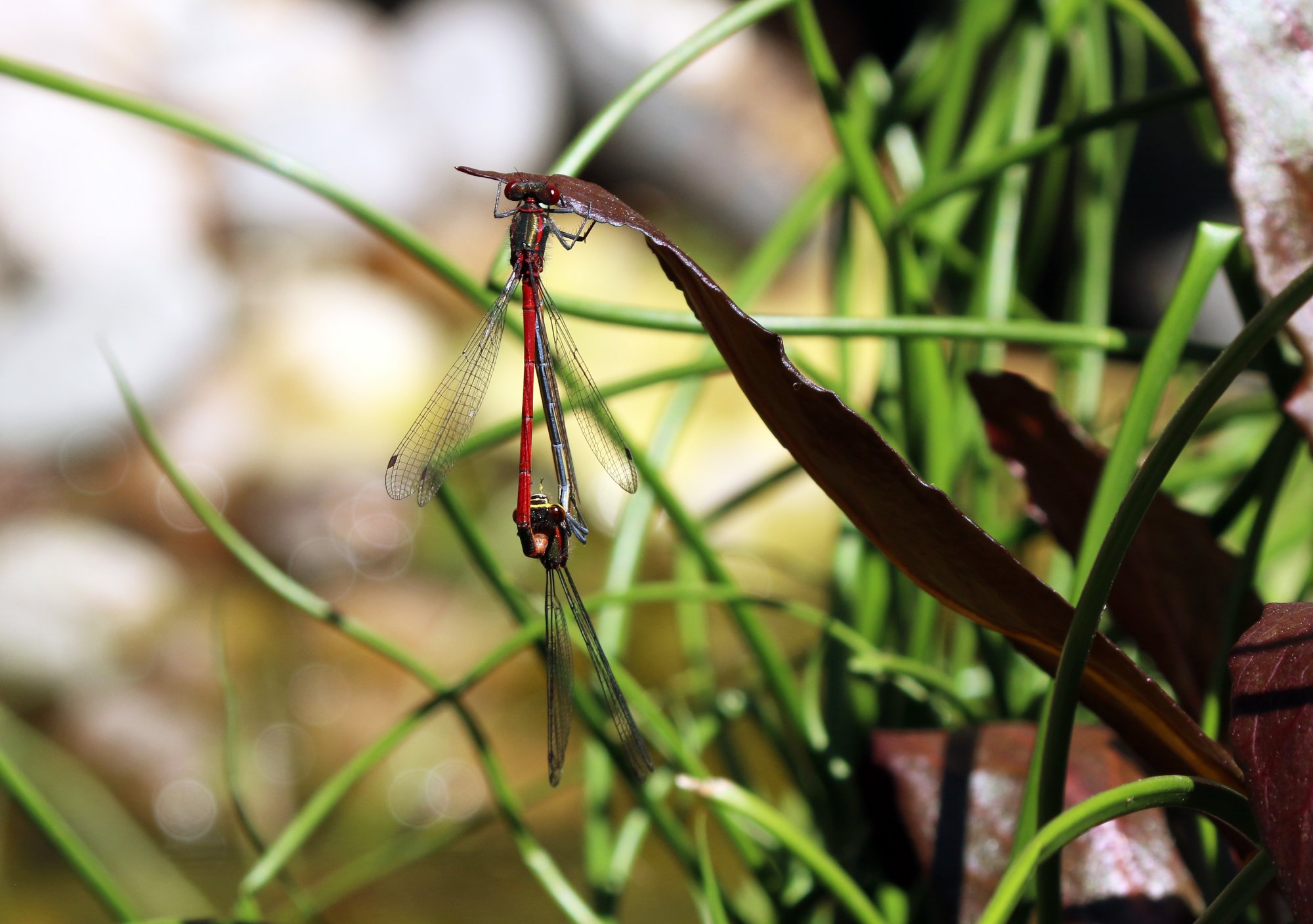 Mating wheel.jpg