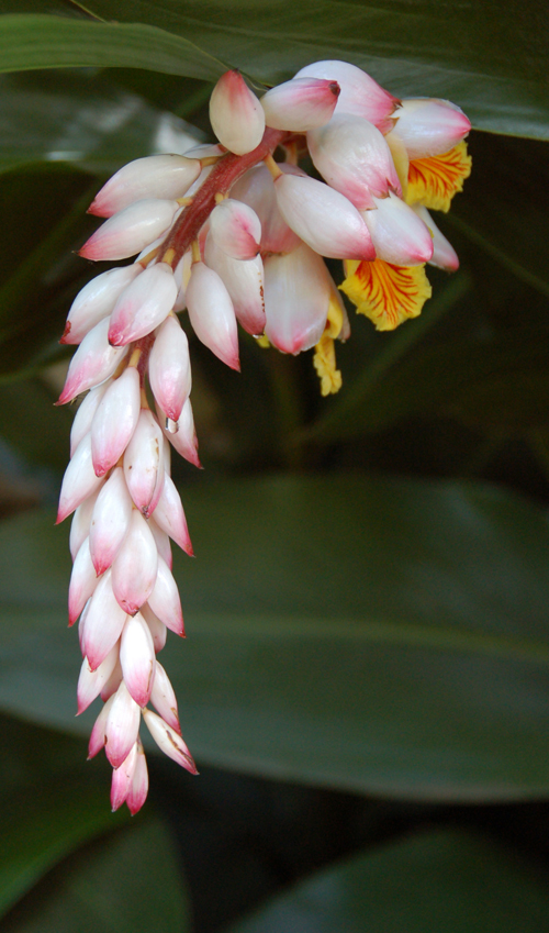 Maui flower 01 color resize.jpg