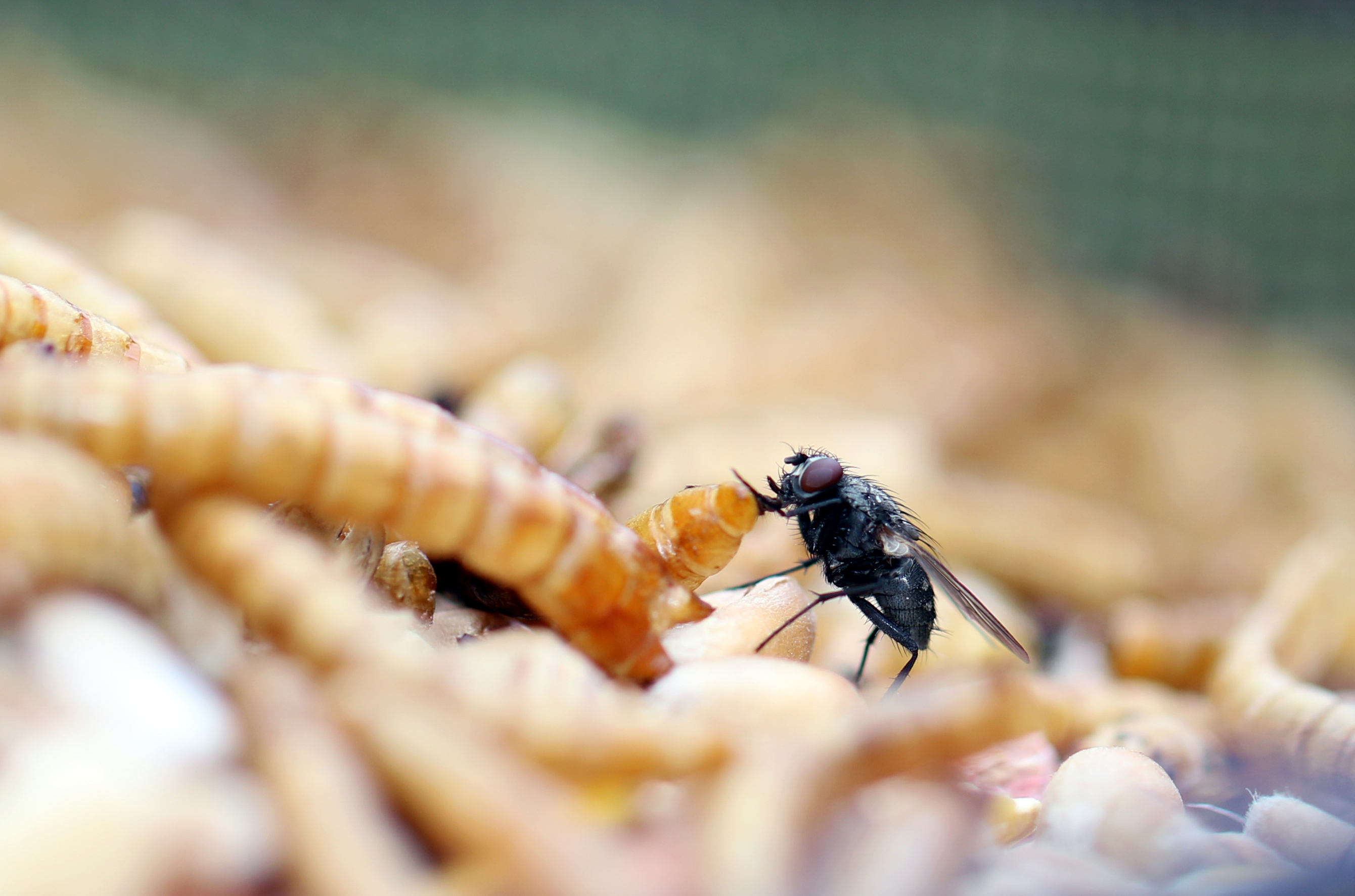 mealworms fly.jpg