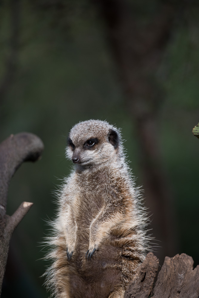 Meerkat Staredown.jpg