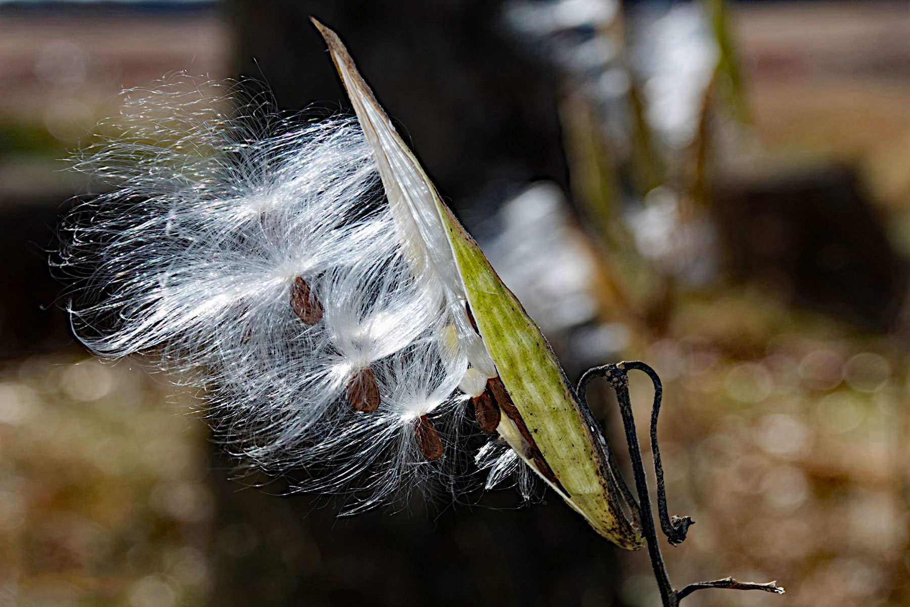 milkweed1.jpg