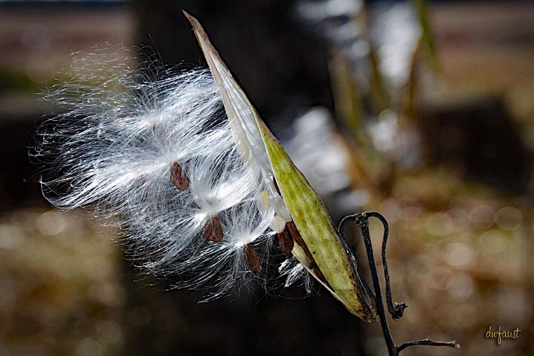 milkweed1.jpg