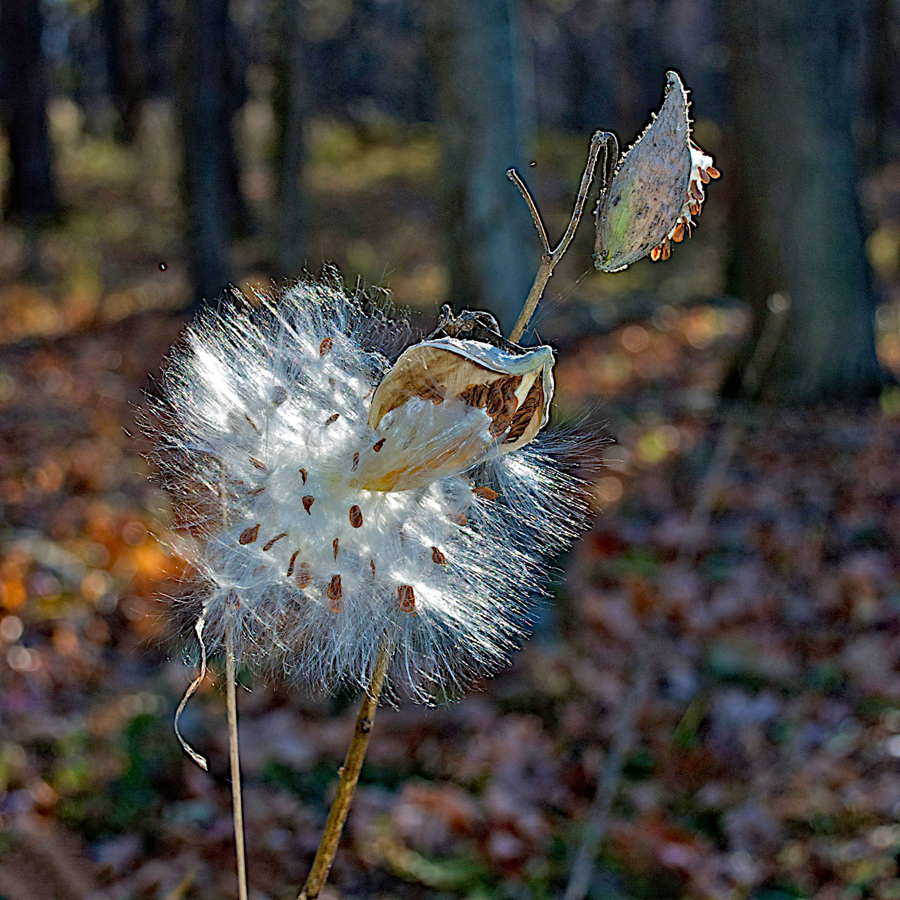 milkweed2.jpg