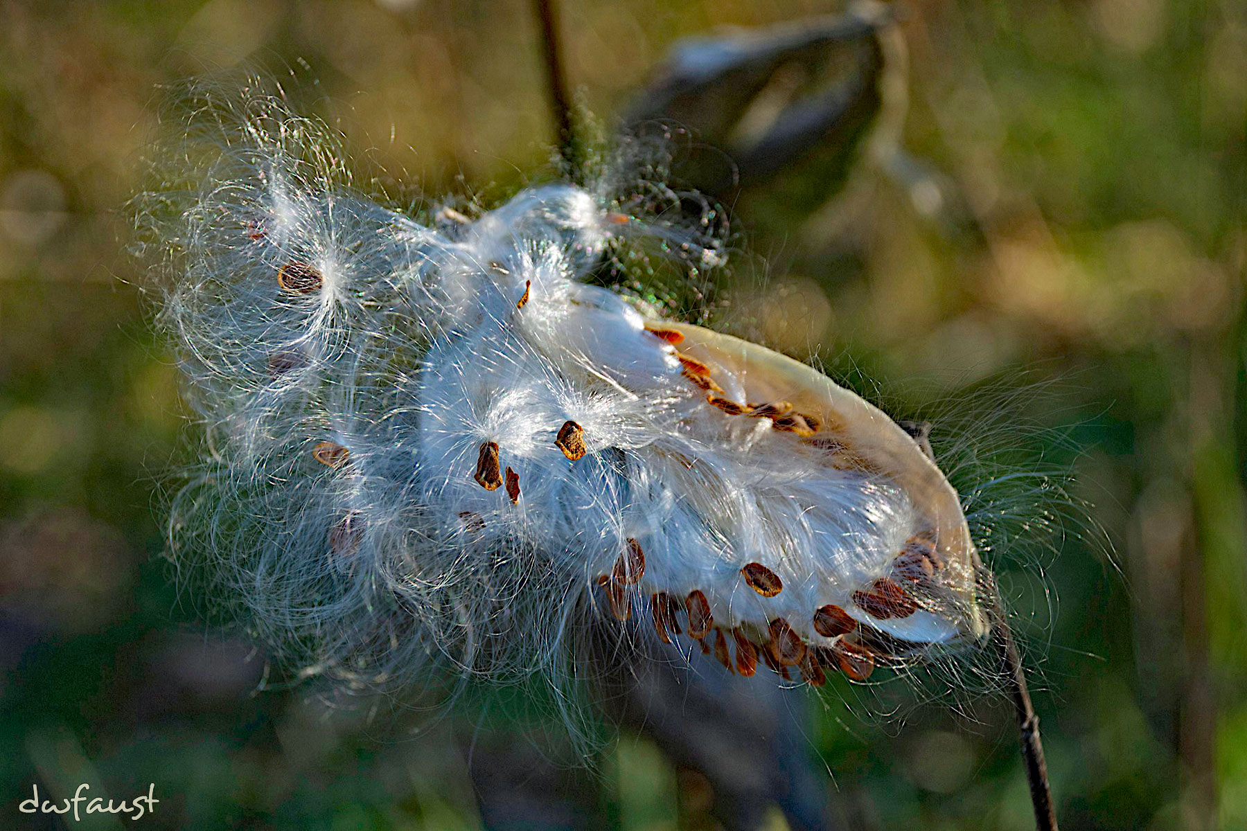 milkweed3.jpg