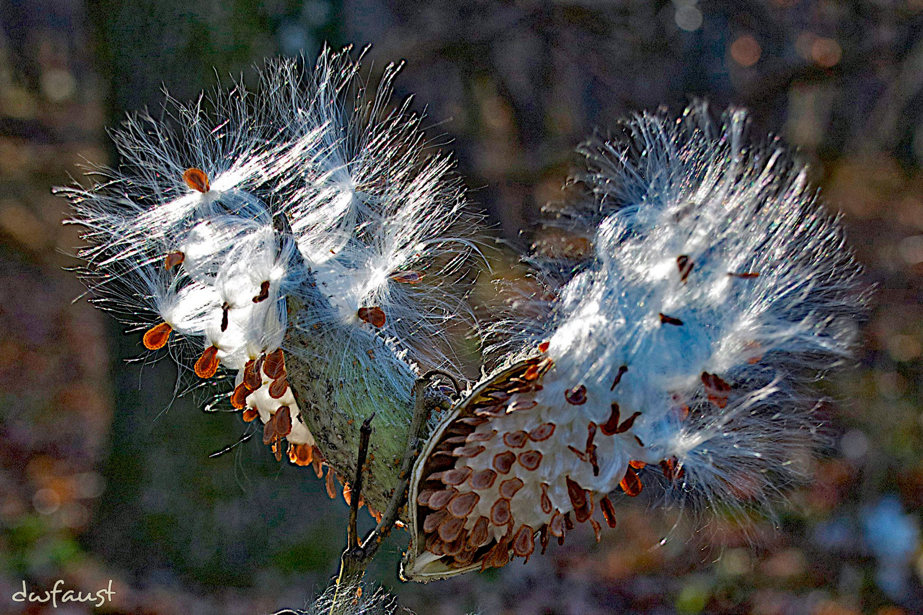 milkweed4.jpg