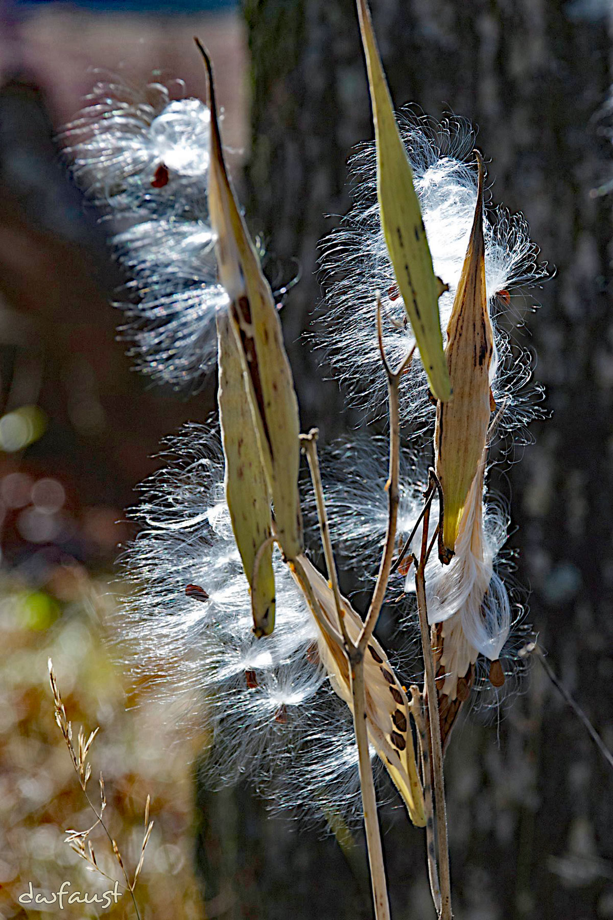 milkweed5.jpg