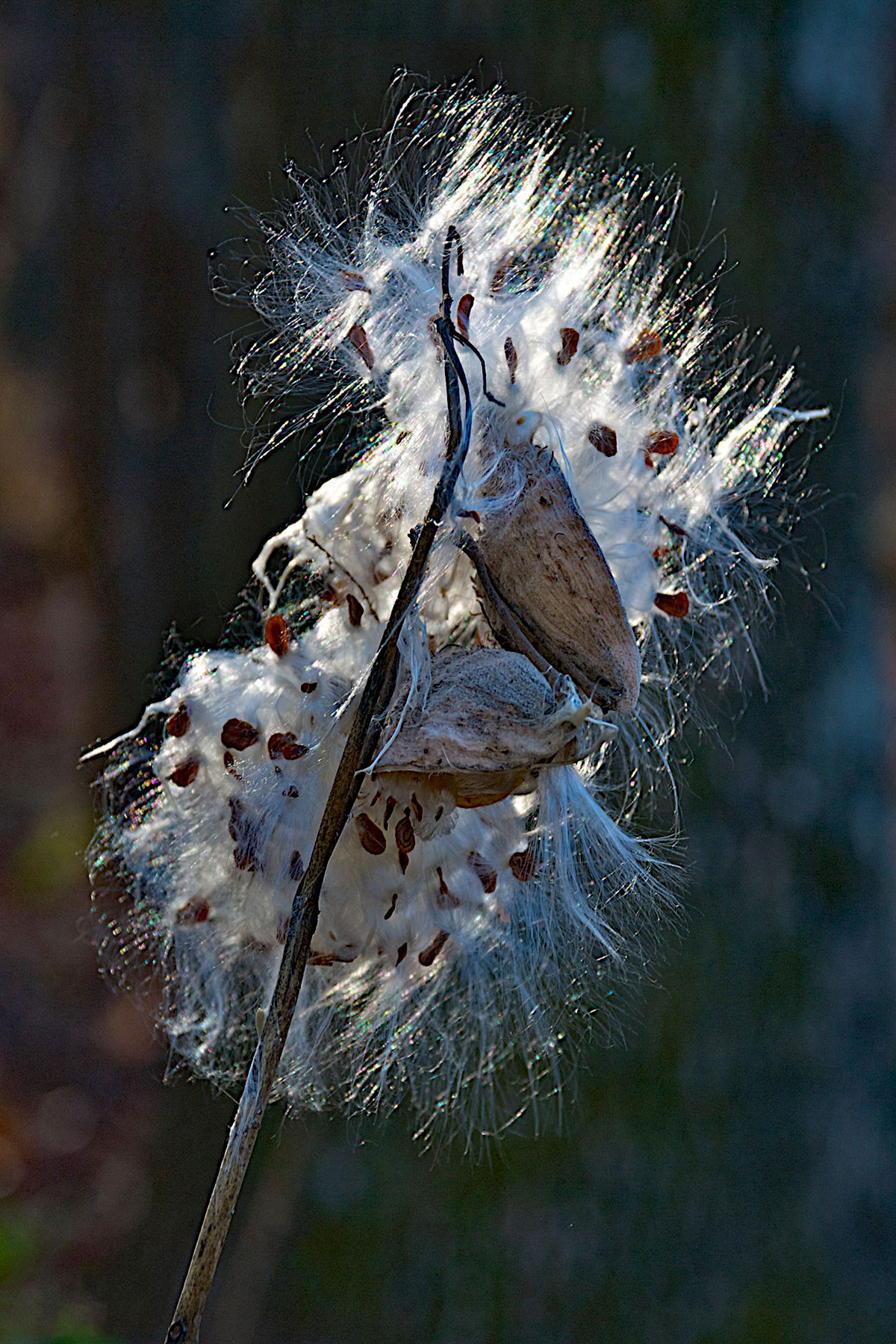 milkweed7.jpg