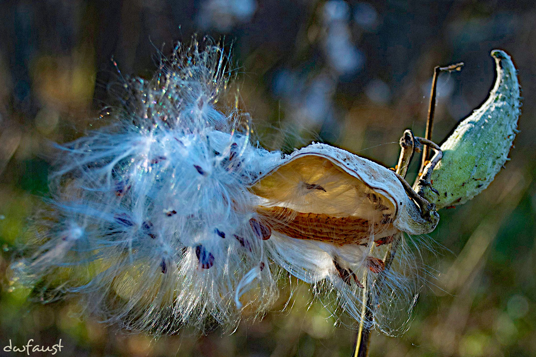 milkweed8.jpg