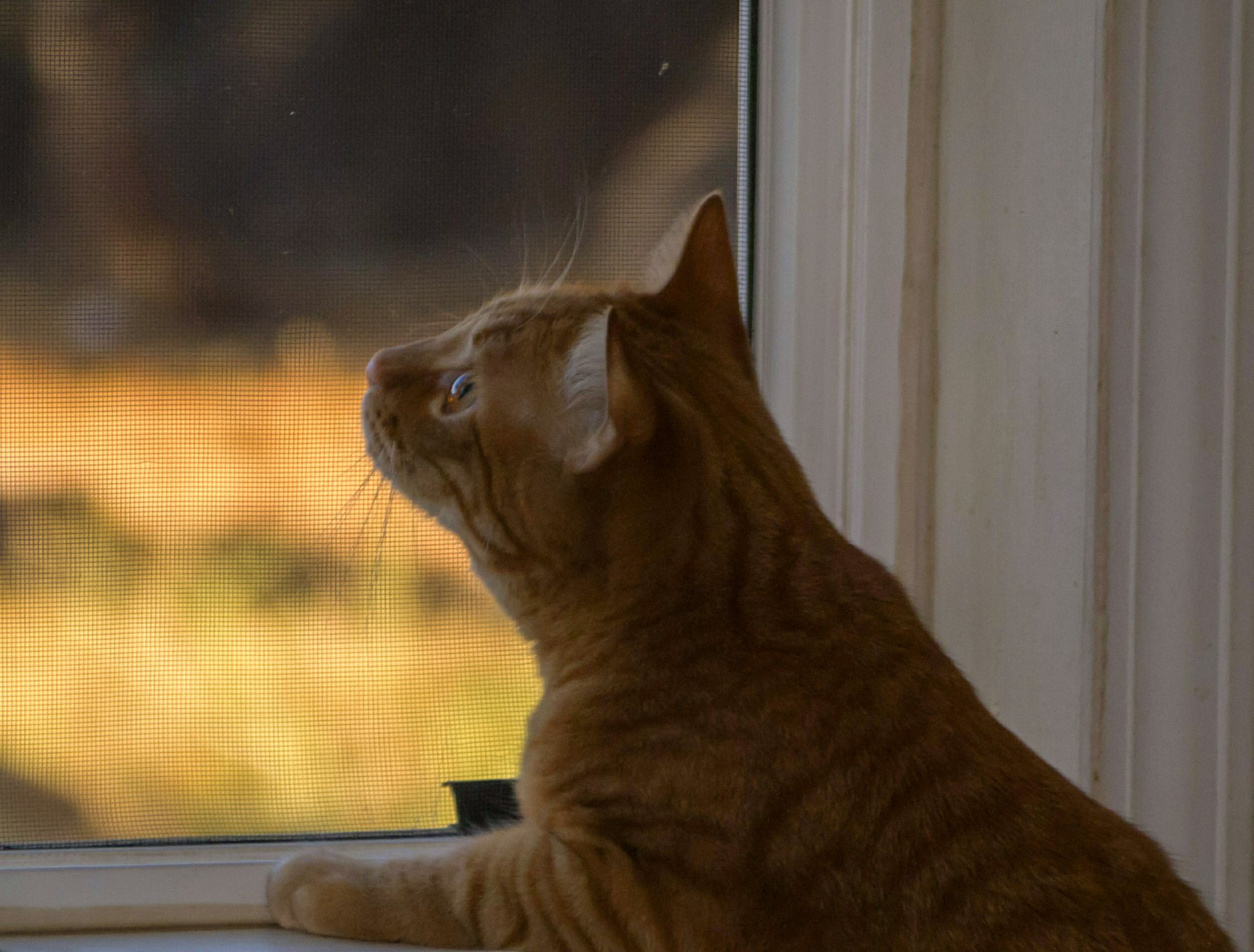 Milo bird watching 8.16.22 x.jpg