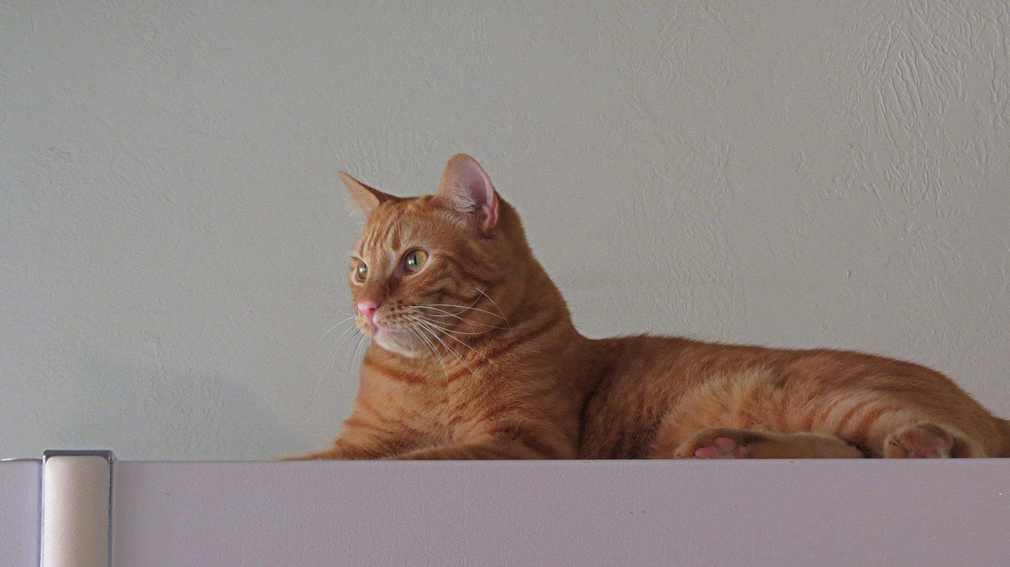 Milo bird watching from top of fridge x.jpg