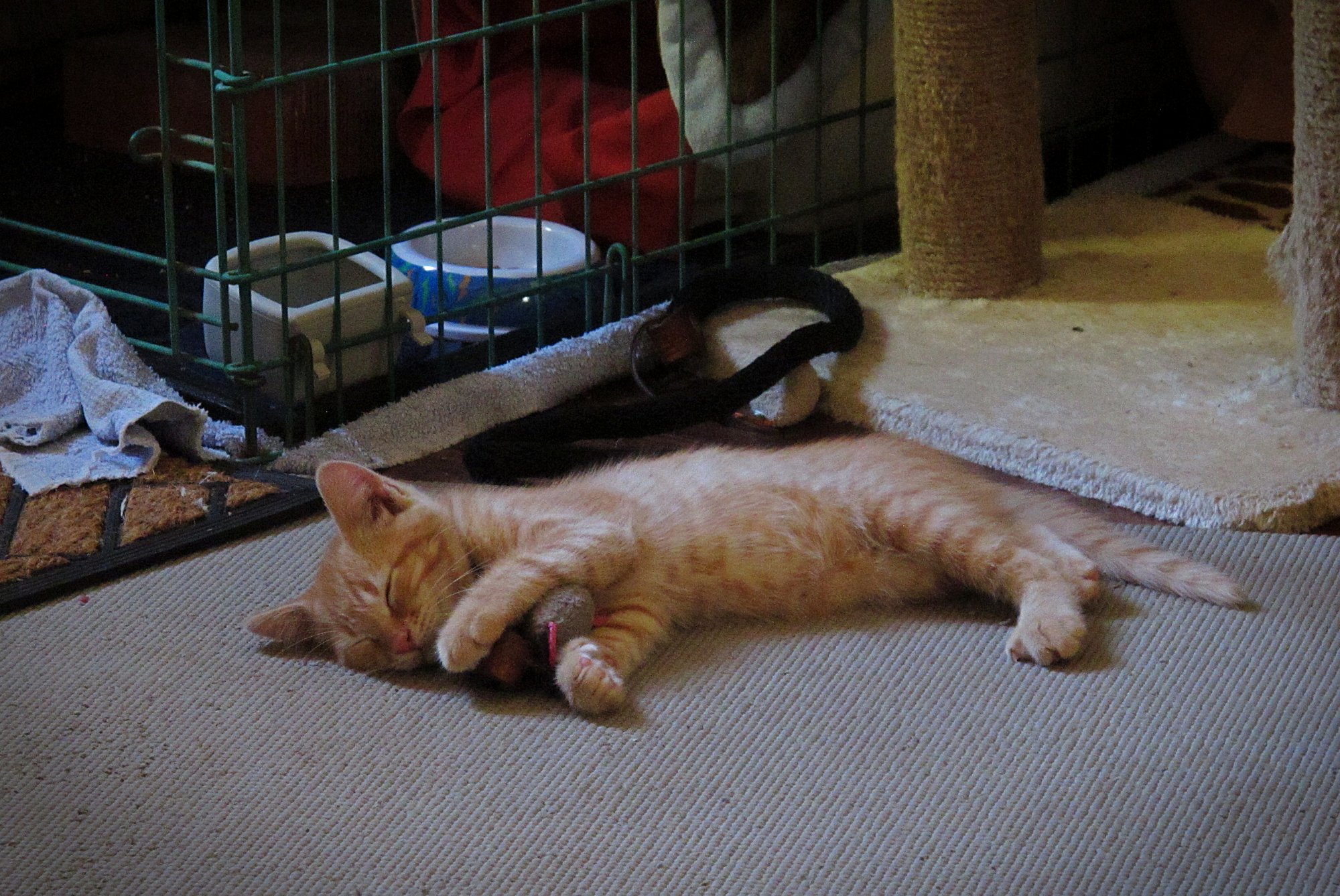 Milo kitten cuddling his mouse x.jpg