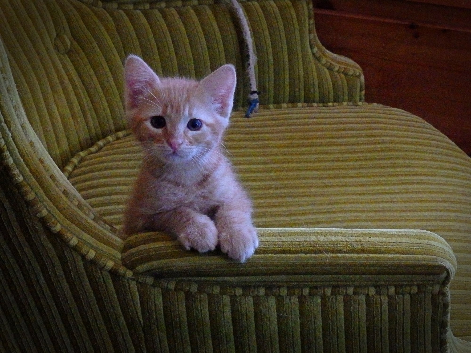 Milo kitten on green chair.jpg