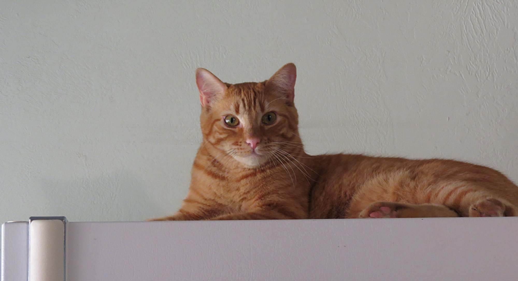 milo on fridge looking here.jpg